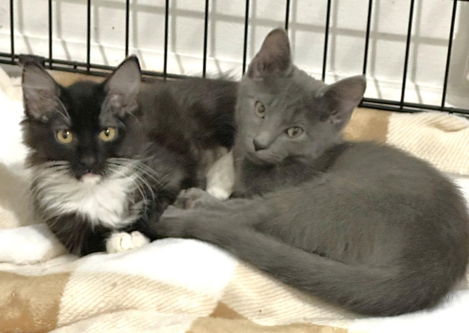 Willow and Beeps, Adoptable, Kitten Female Domestic Medium Hair & Domestic Short Hair.