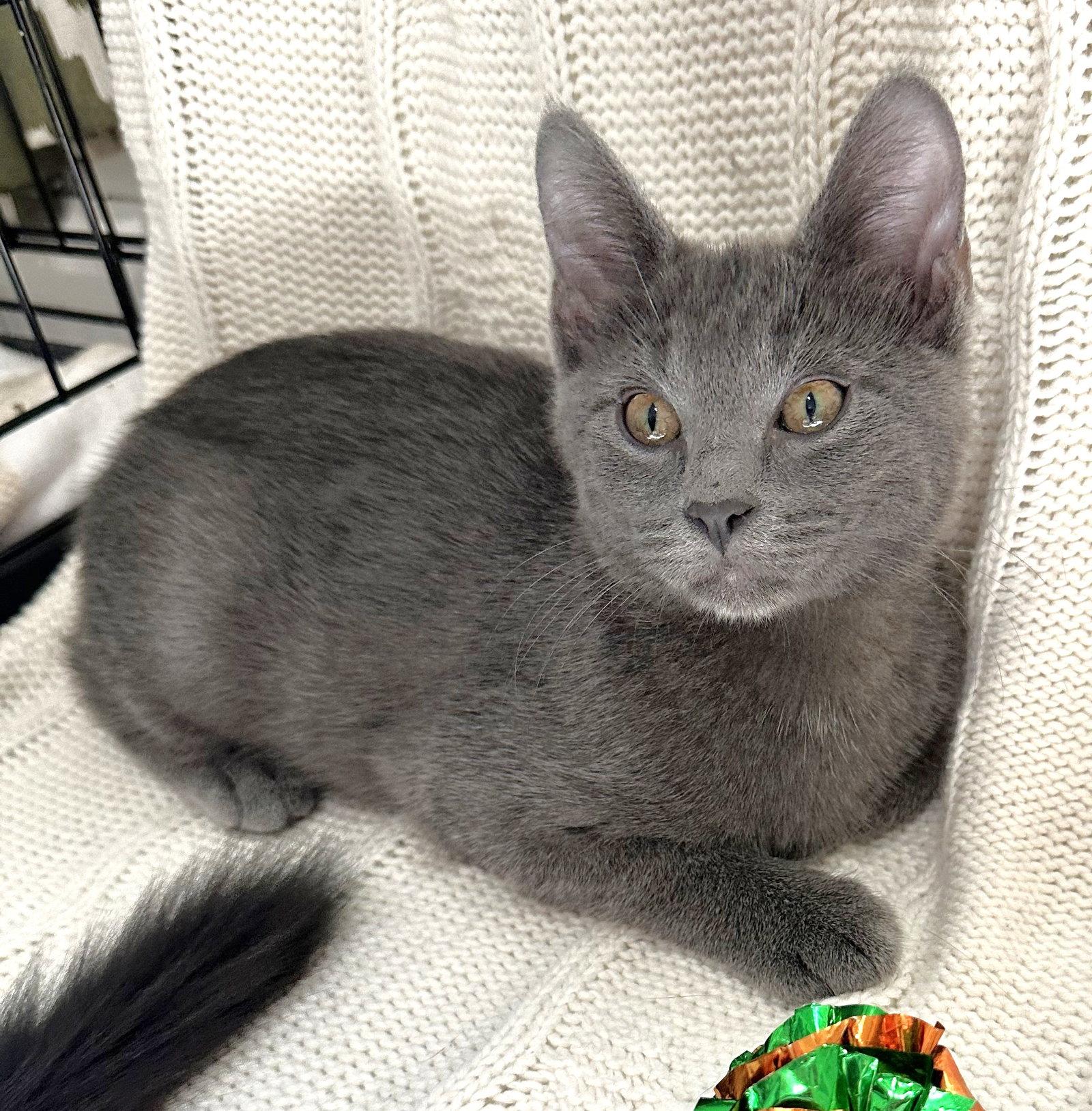 Enlarge Willow and Beeps, a Adoptable mixed breed in Shawnee, KS image 2/3
