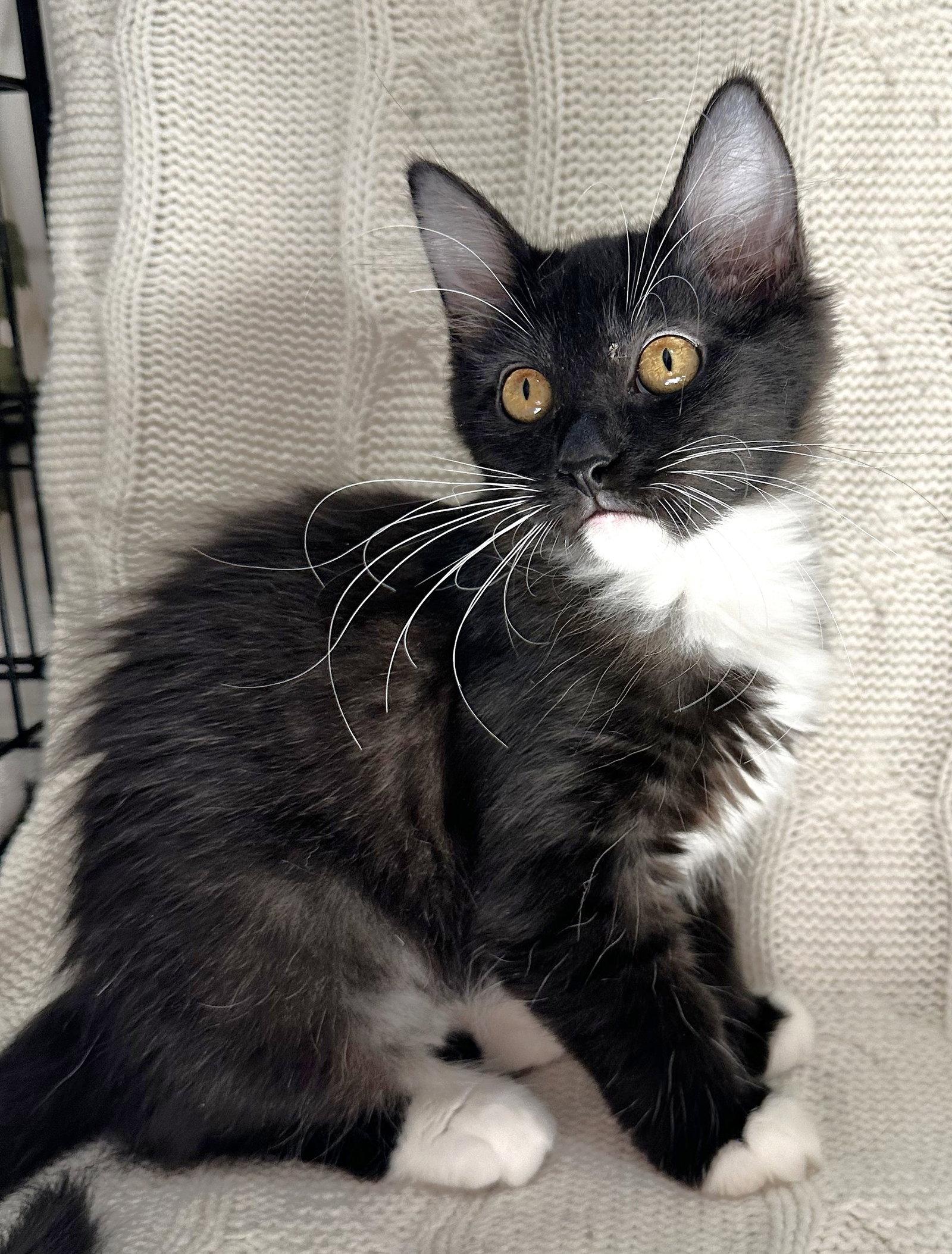 Enlarge Willow and Beeps, a Adoptable mixed breed in Shawnee, KS image 3/3