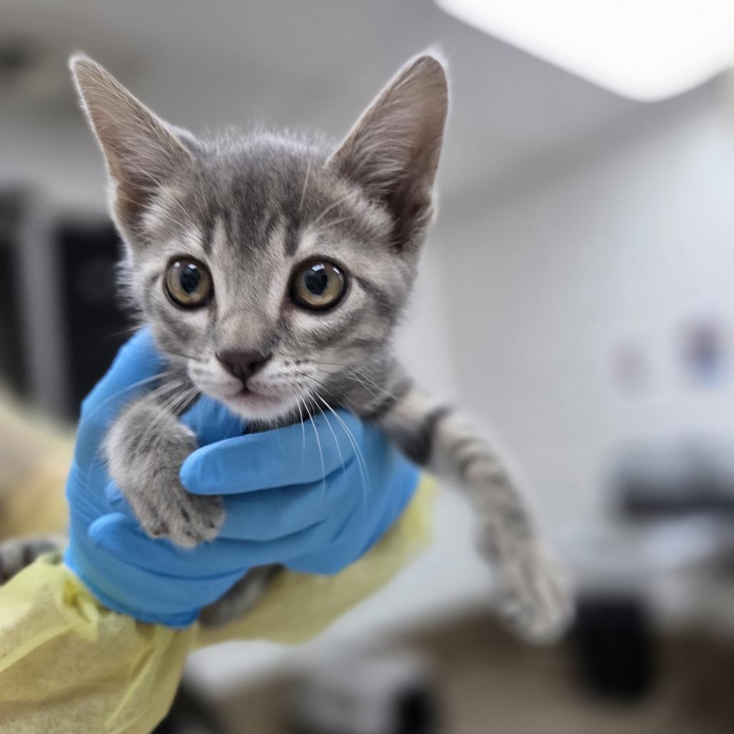 Crispy, Adoptable, Kitten Male Domestic Short Hair.