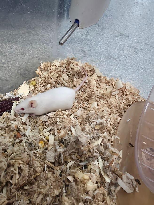 Francois, Adoptable, Young Male Mouse.