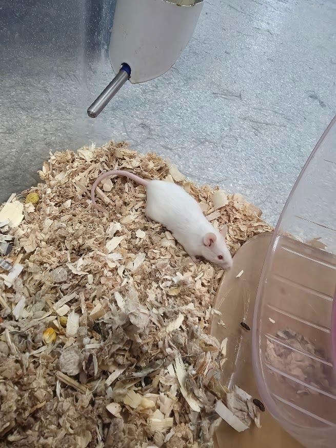 Enlarge Francois, a Adoptable Mouse in CRYSTAL LAKE, IL image 2/2