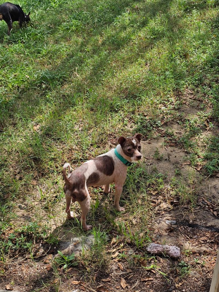 Rizzo, a Adoptable mixed breed in Bryan, TX image 1/6