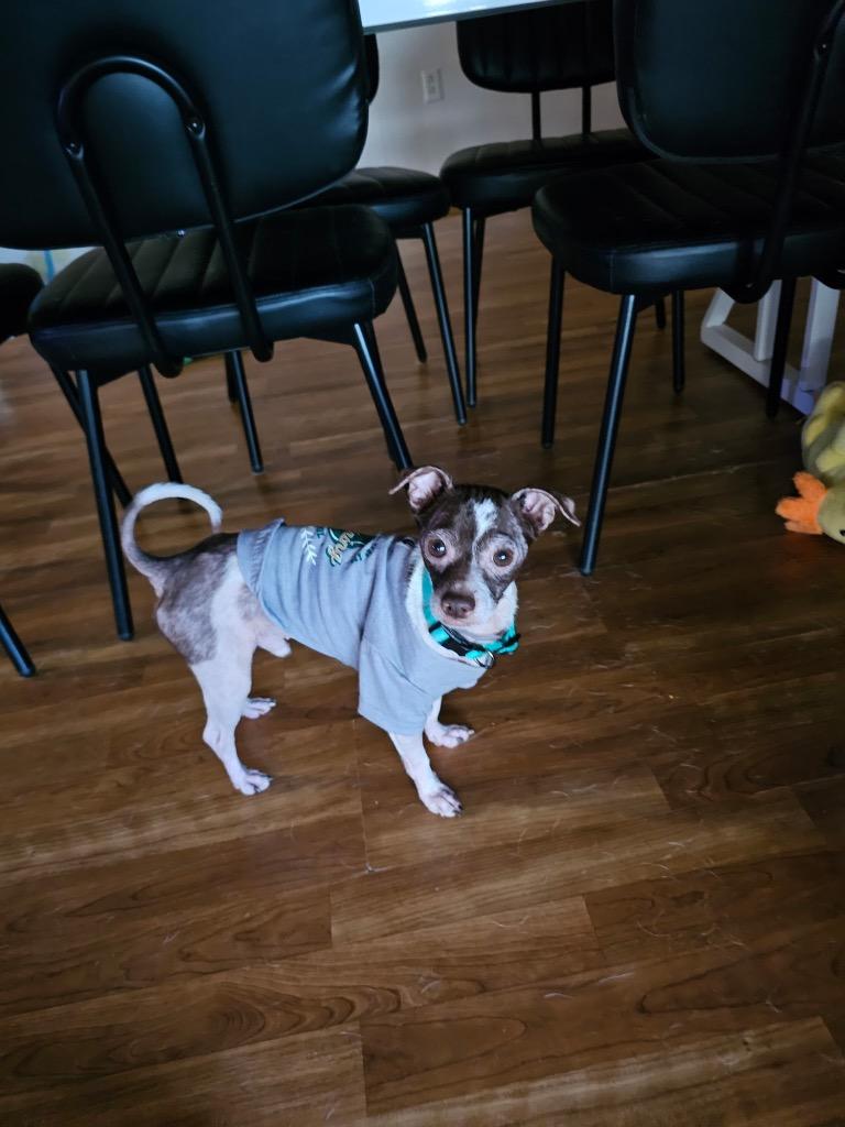 Rizzo, a Adoptable mixed breed in Bryan, TX image 4/6