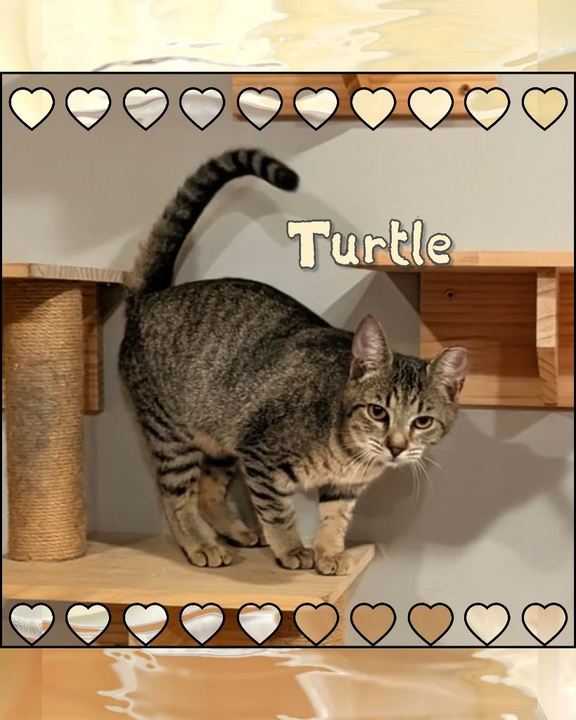 Turtle, Adoptable, Kitten Female Domestic Short Hair.