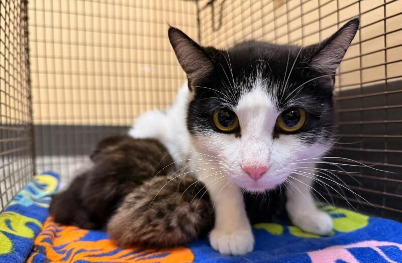 Gabby, Adoptable, Kitten Female Domestic Short Hair.