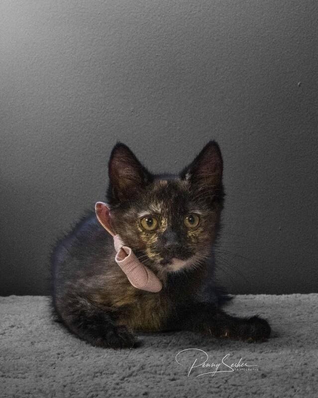 Gabby, a Adoptable Domestic Short Hair in Belton, MO image 2/4