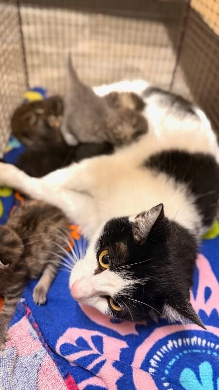 Gabby, a Adoptable Domestic Short Hair in Belton, MO image 3/4