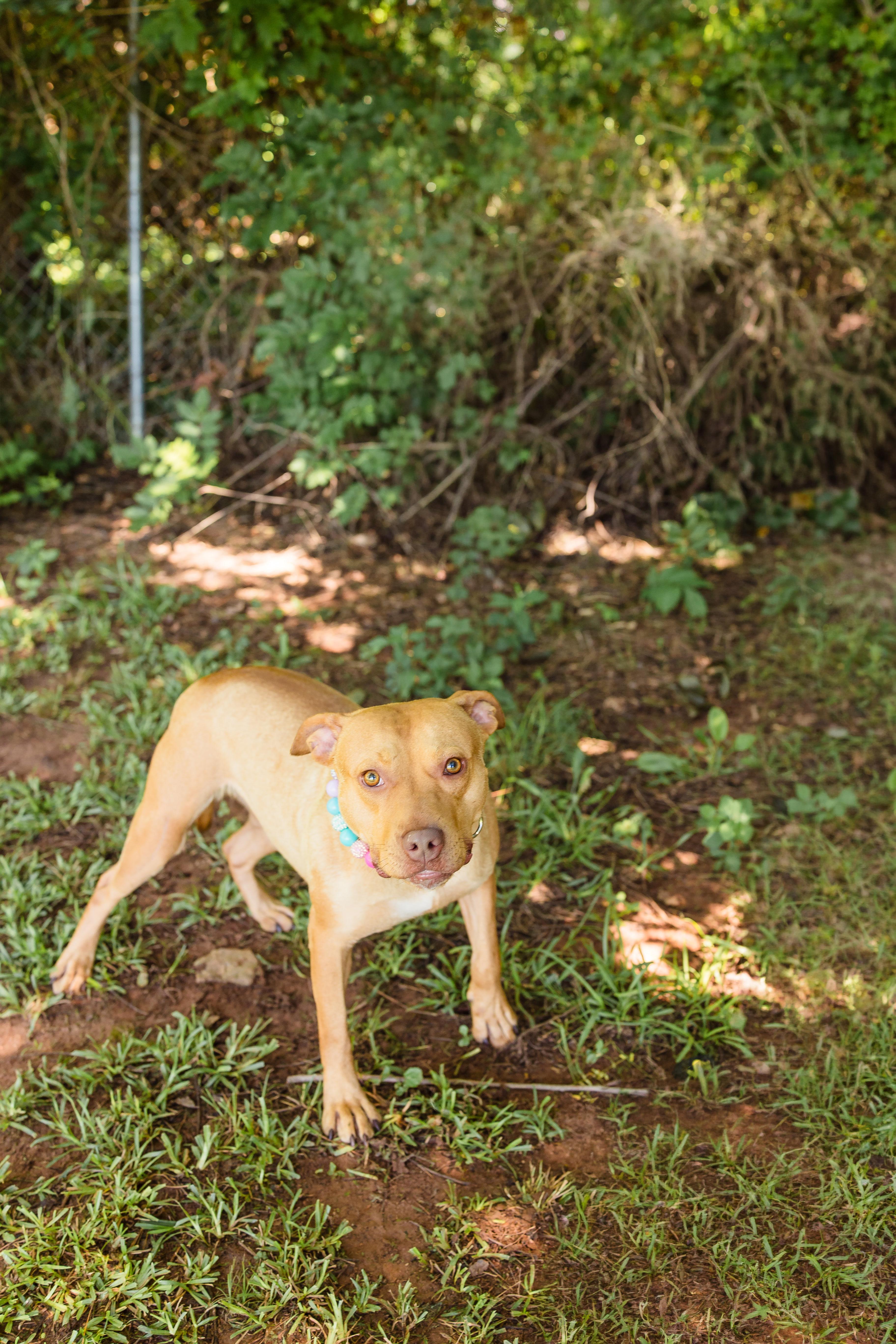GINGER, a ADOPTABLE mixed breed in Newborn, GA image 4/6