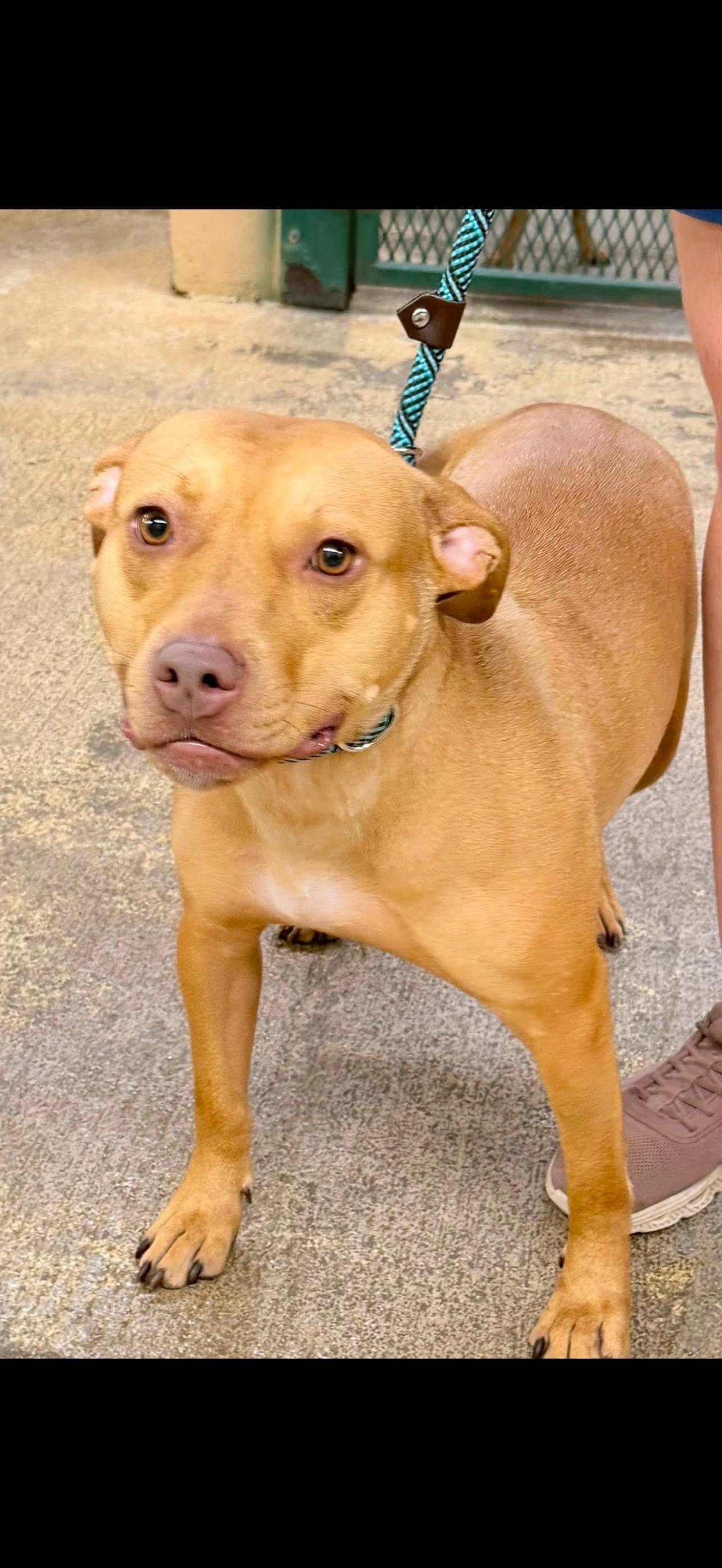 GINGER, a ADOPTABLE mixed breed in Newborn, GA image 1/6