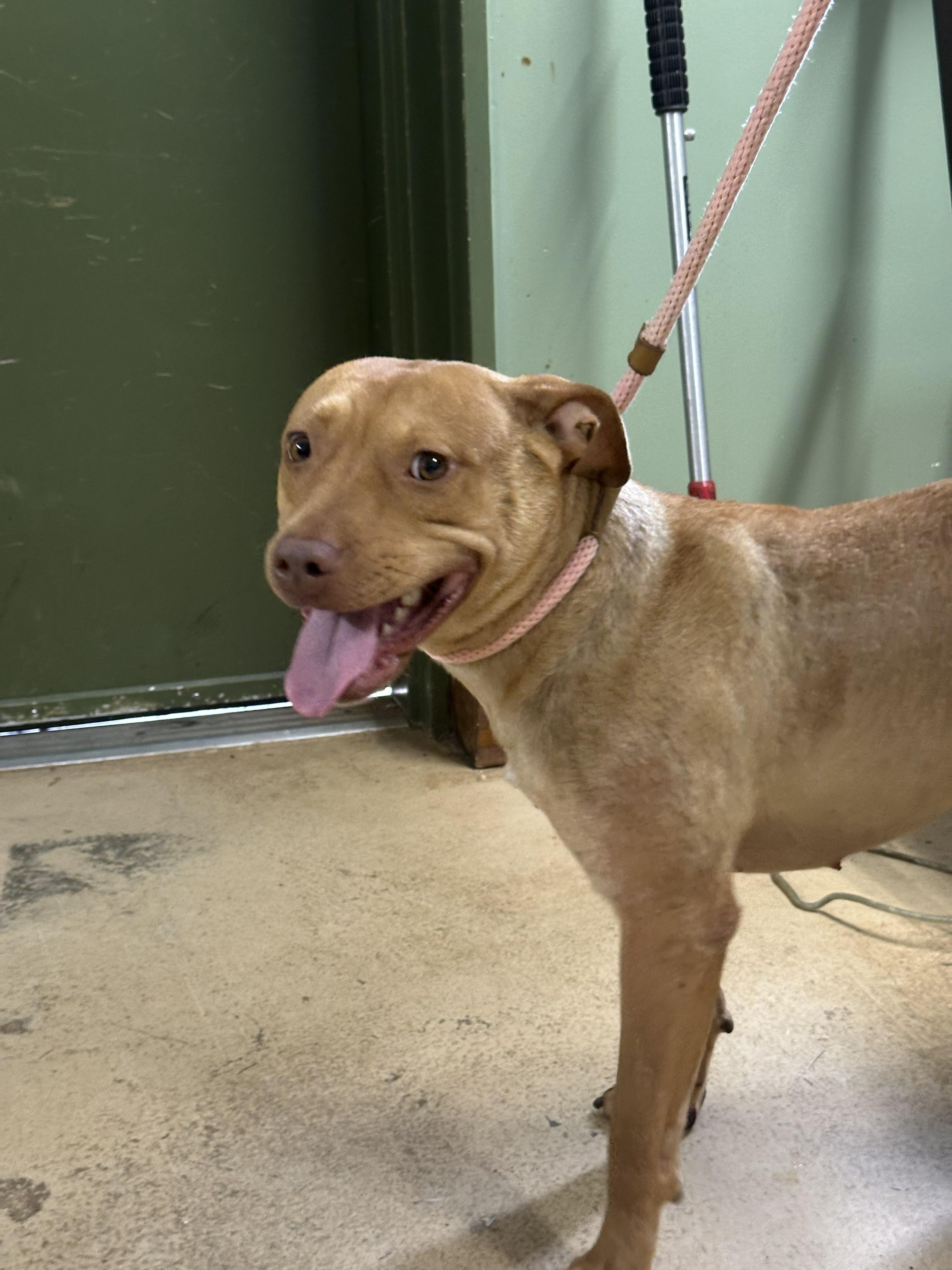 GINGER, a ADOPTABLE mixed breed in Newborn, GA image 6/6
