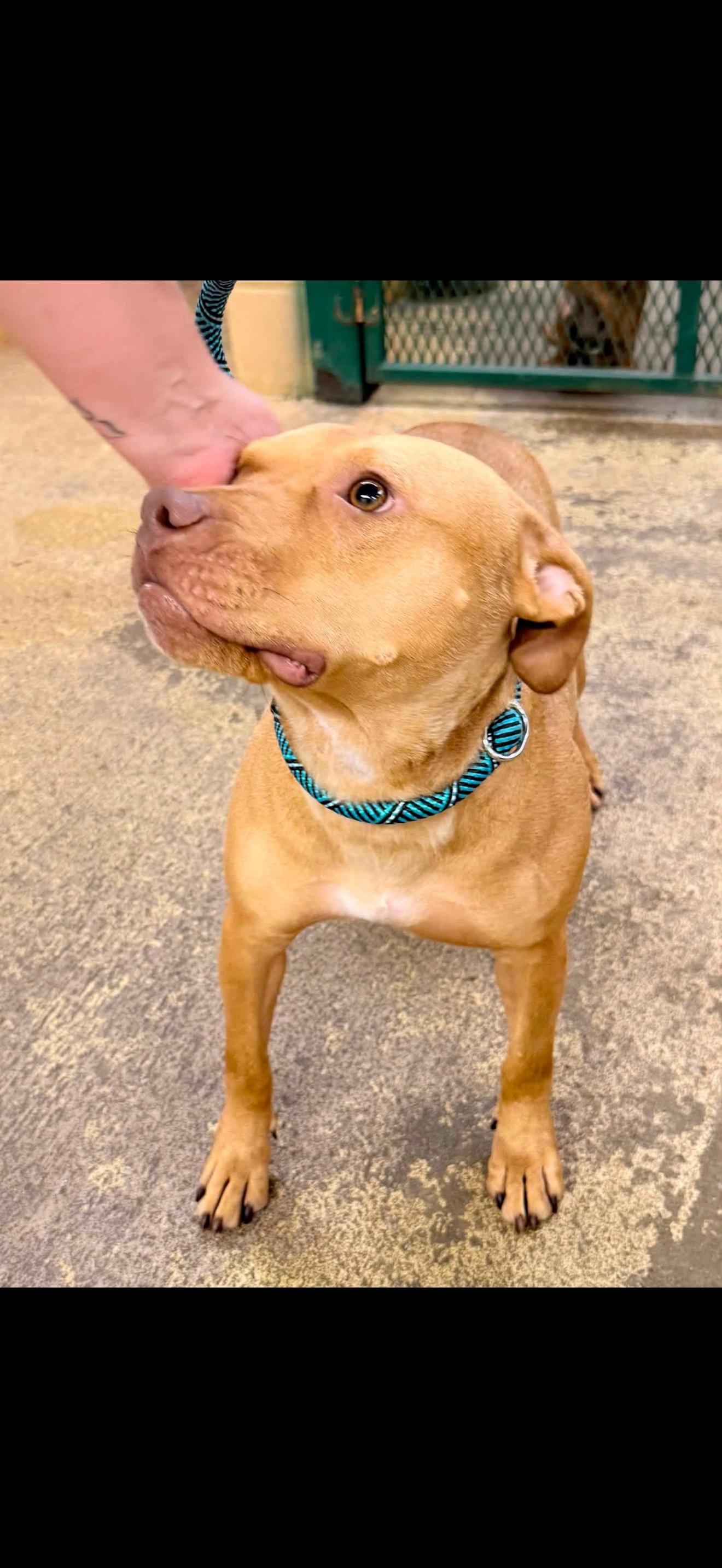 GINGER, a ADOPTABLE mixed breed in Newborn, GA image 6/6