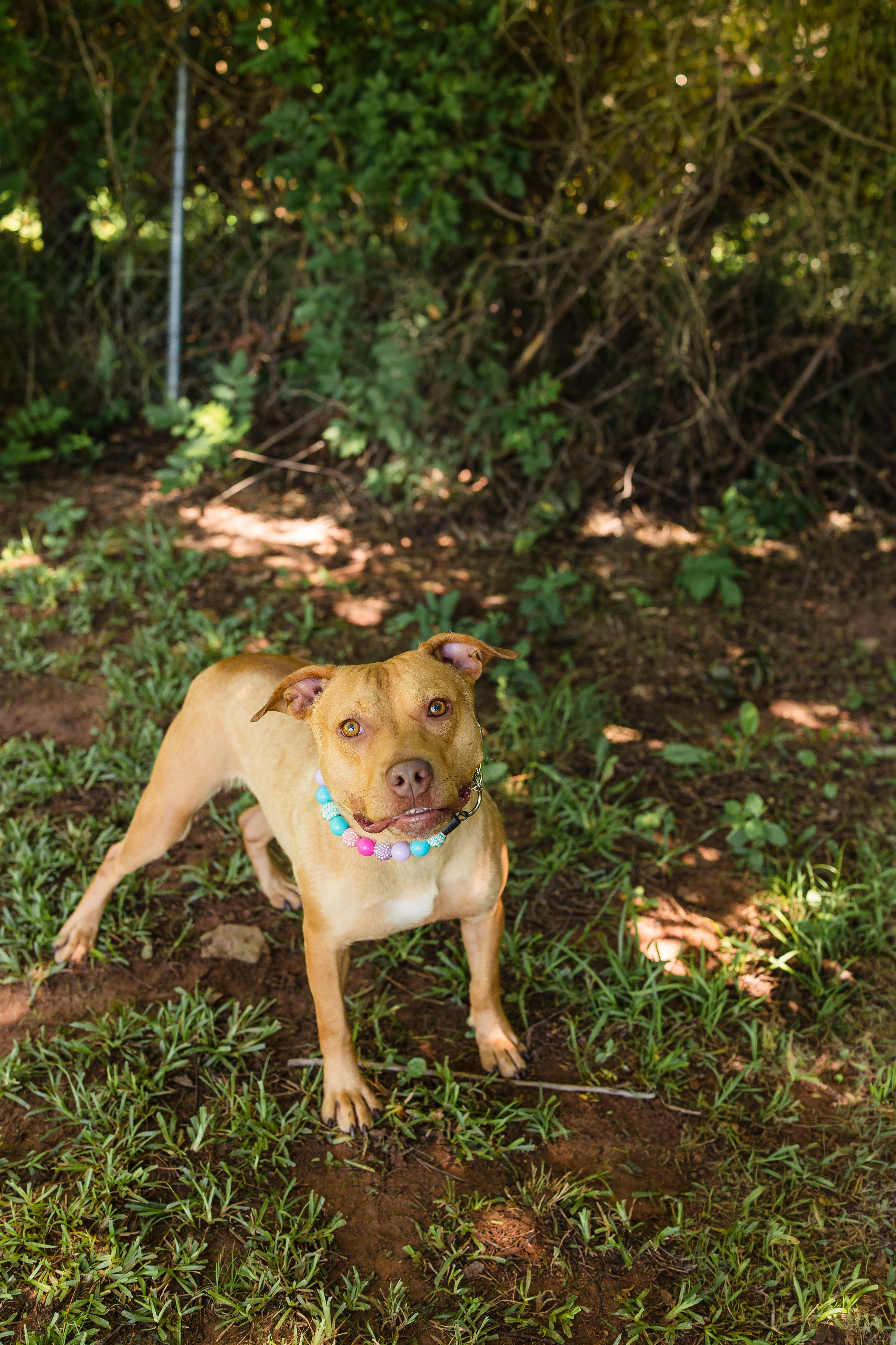 GINGER, a ADOPTABLE mixed breed in Newborn, GA image 2/6