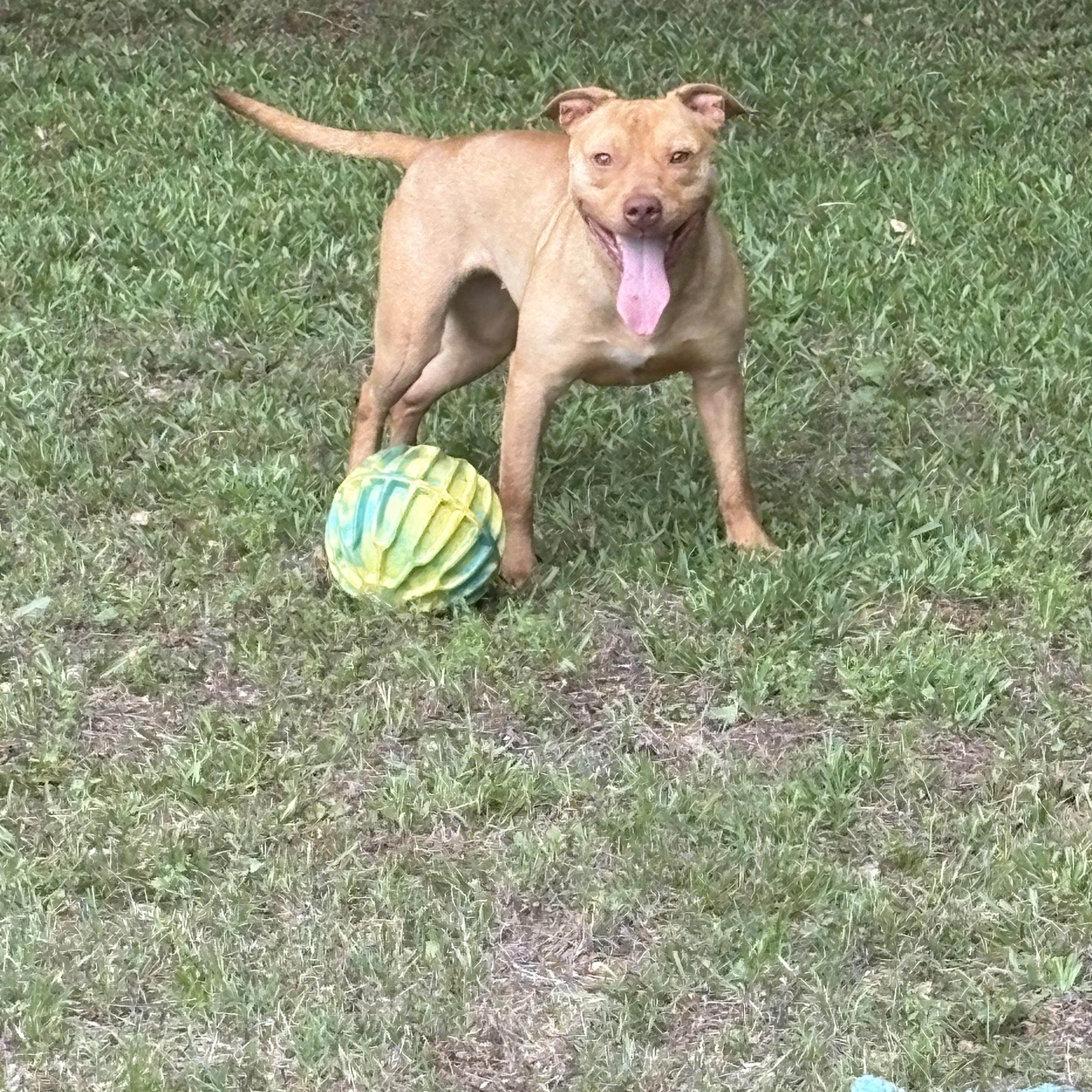 GINGER, a ADOPTABLE mixed breed in Newborn, GA image 5/6