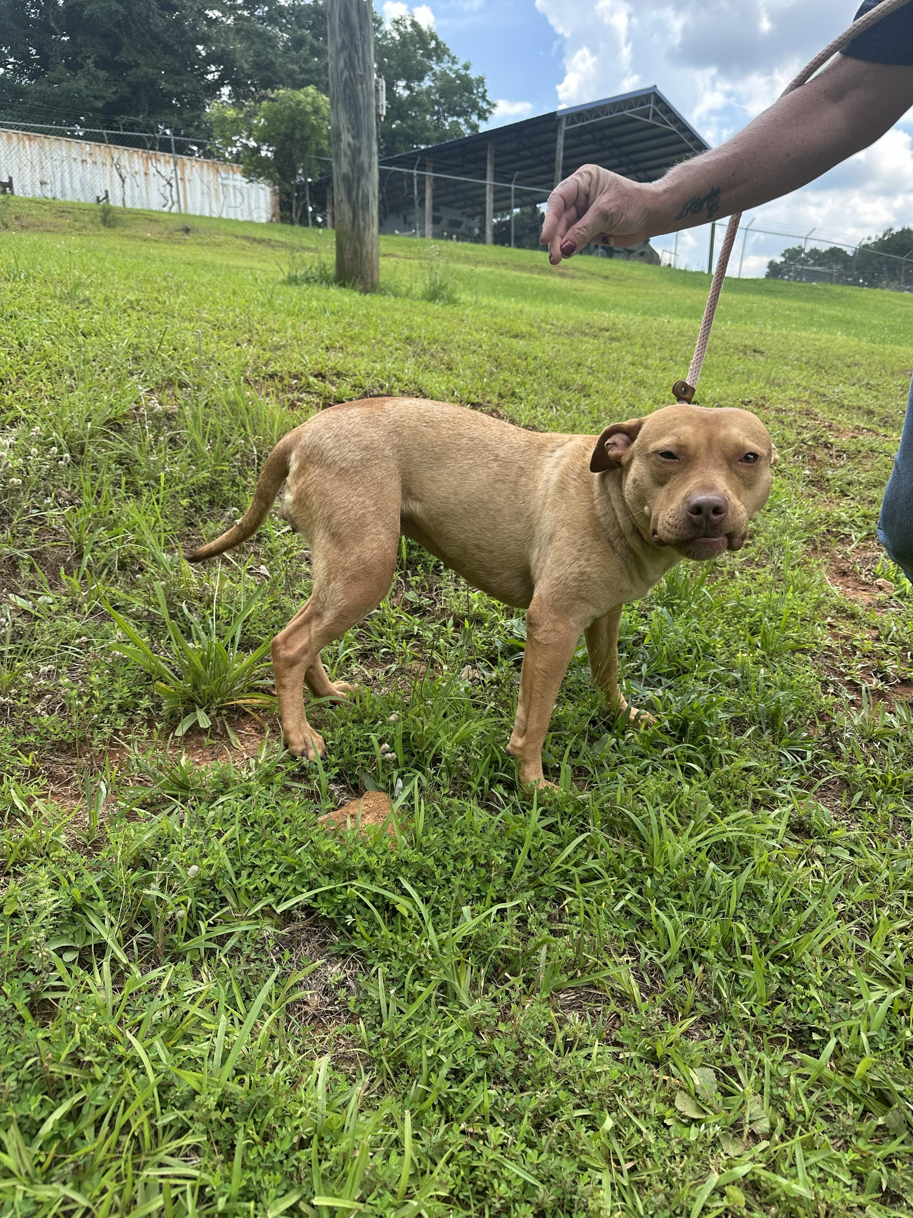 GINGER, a ADOPTABLE mixed breed in Newborn, GA image 3/6