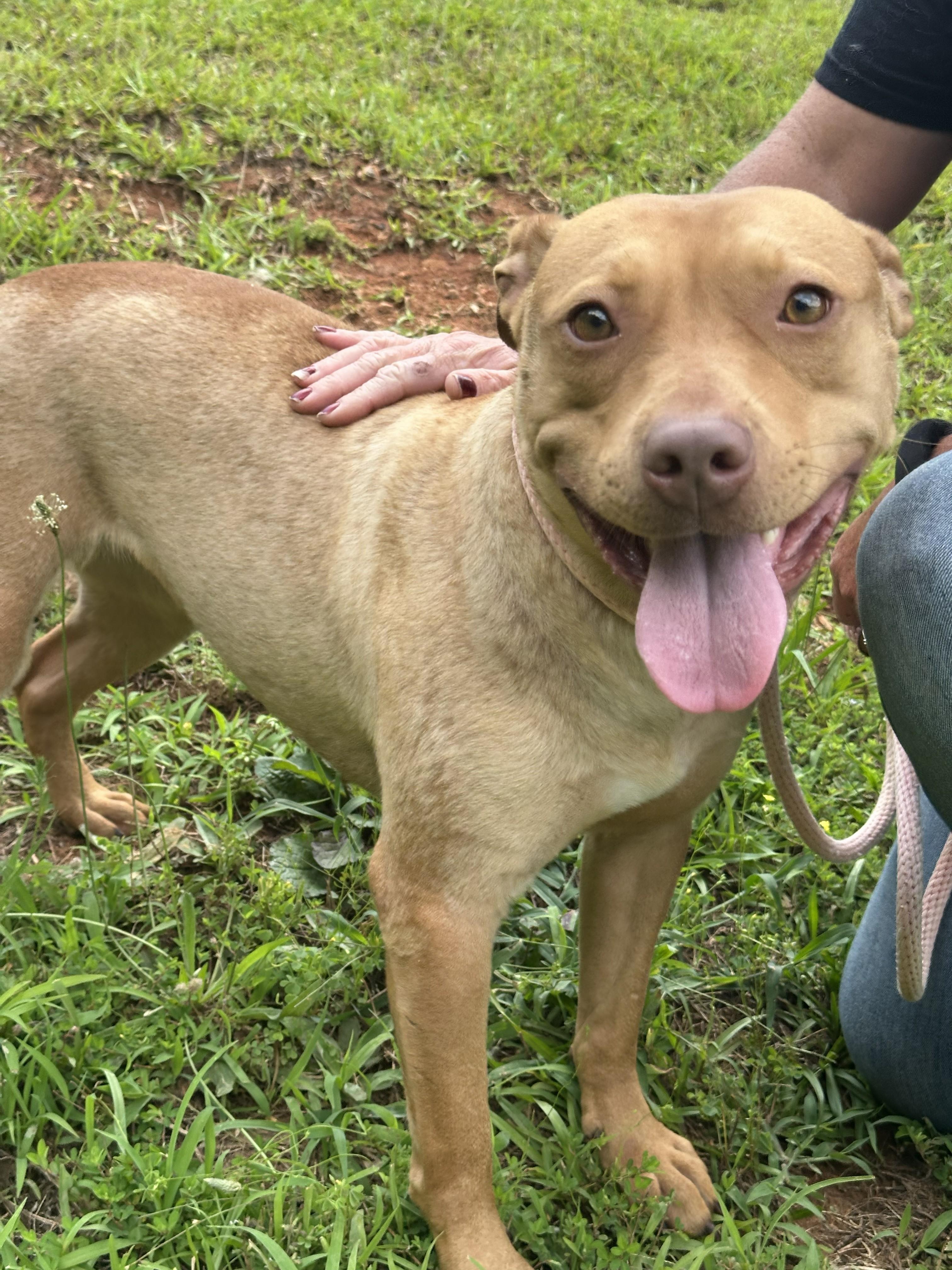 GINGER, a ADOPTABLE mixed breed in Newborn, GA image 1/6