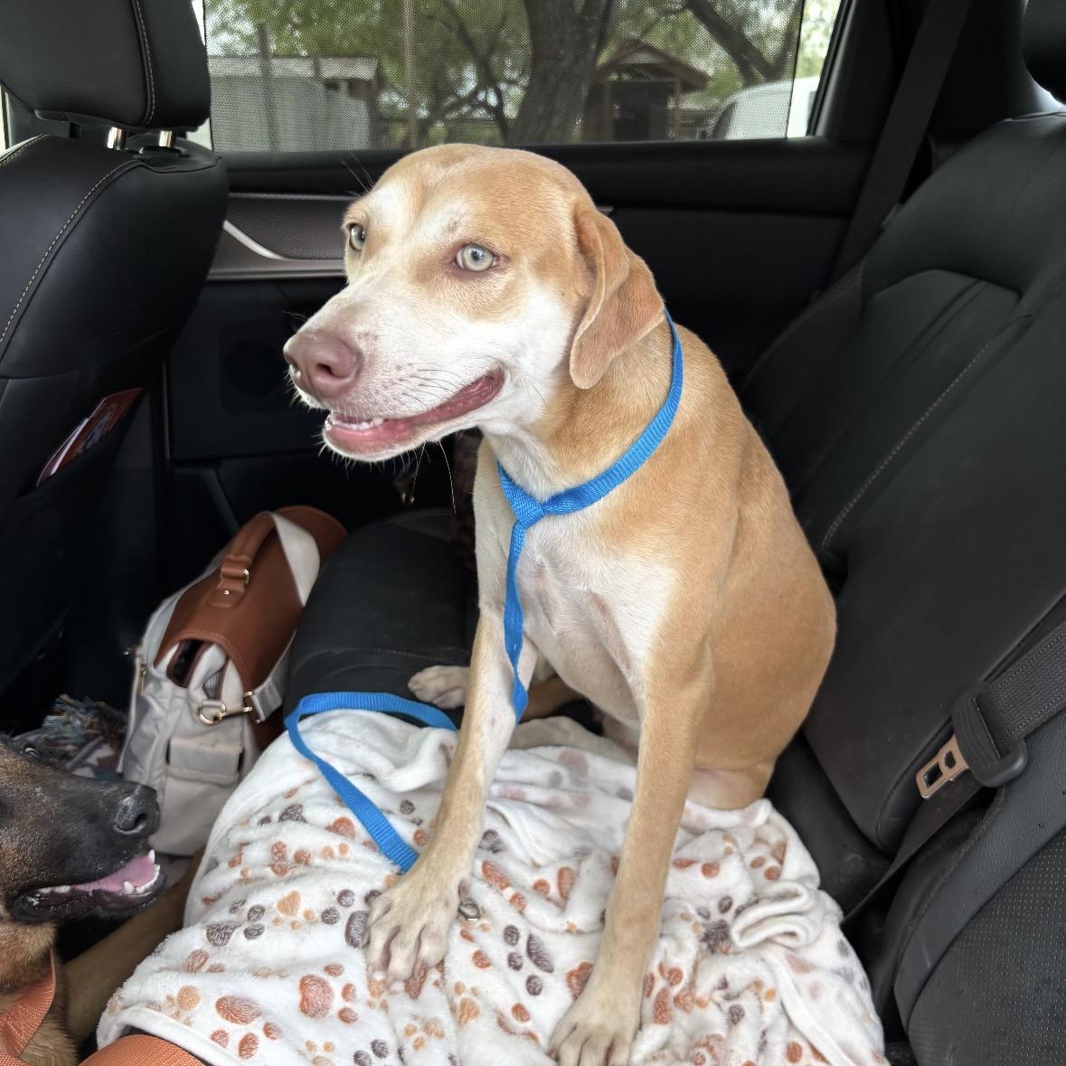 Enlarge Katie, an adopted mixed breed in Woodstock, ON image 3/3