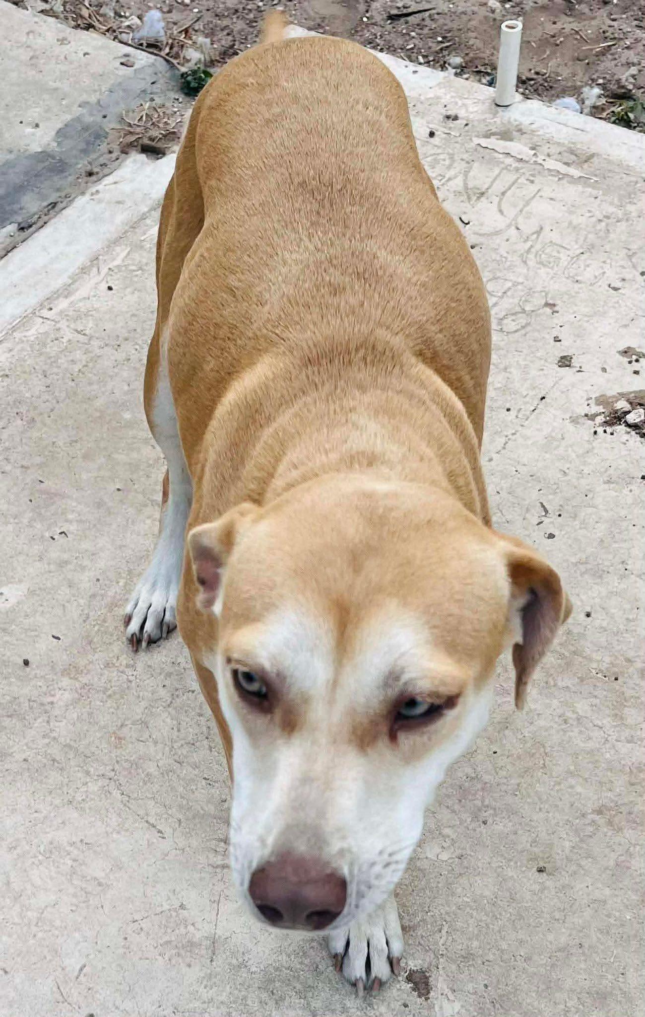 Enlarge Katie, an adopted mixed breed in Woodstock, ON image 2/3