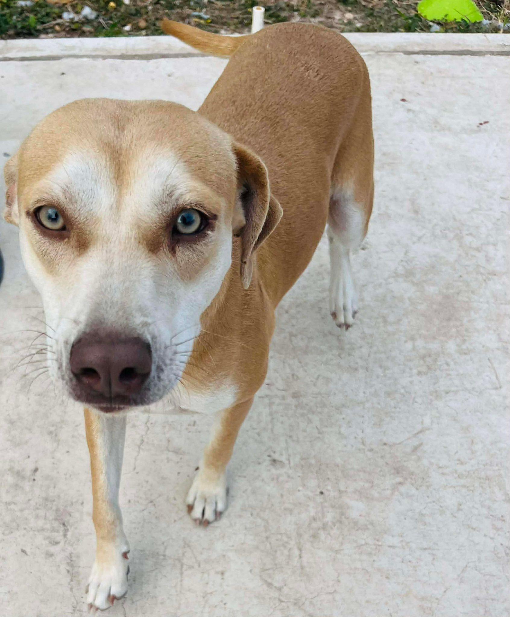 Enlarge Katie, an adopted mixed breed in Woodstock, ON image 1/3