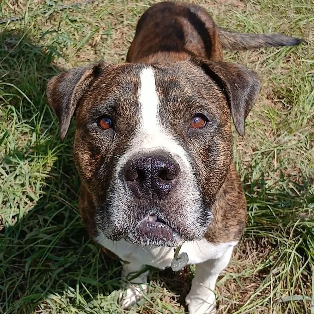 Enlarge Meatball, a Adoptable mixed breed in Palestine, TX image 1/6