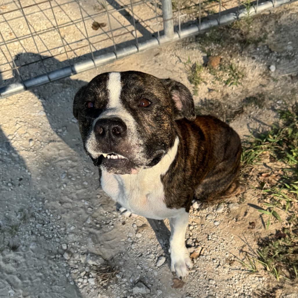Enlarge Meatball, a Adoptable mixed breed in Palestine, TX image 6/6