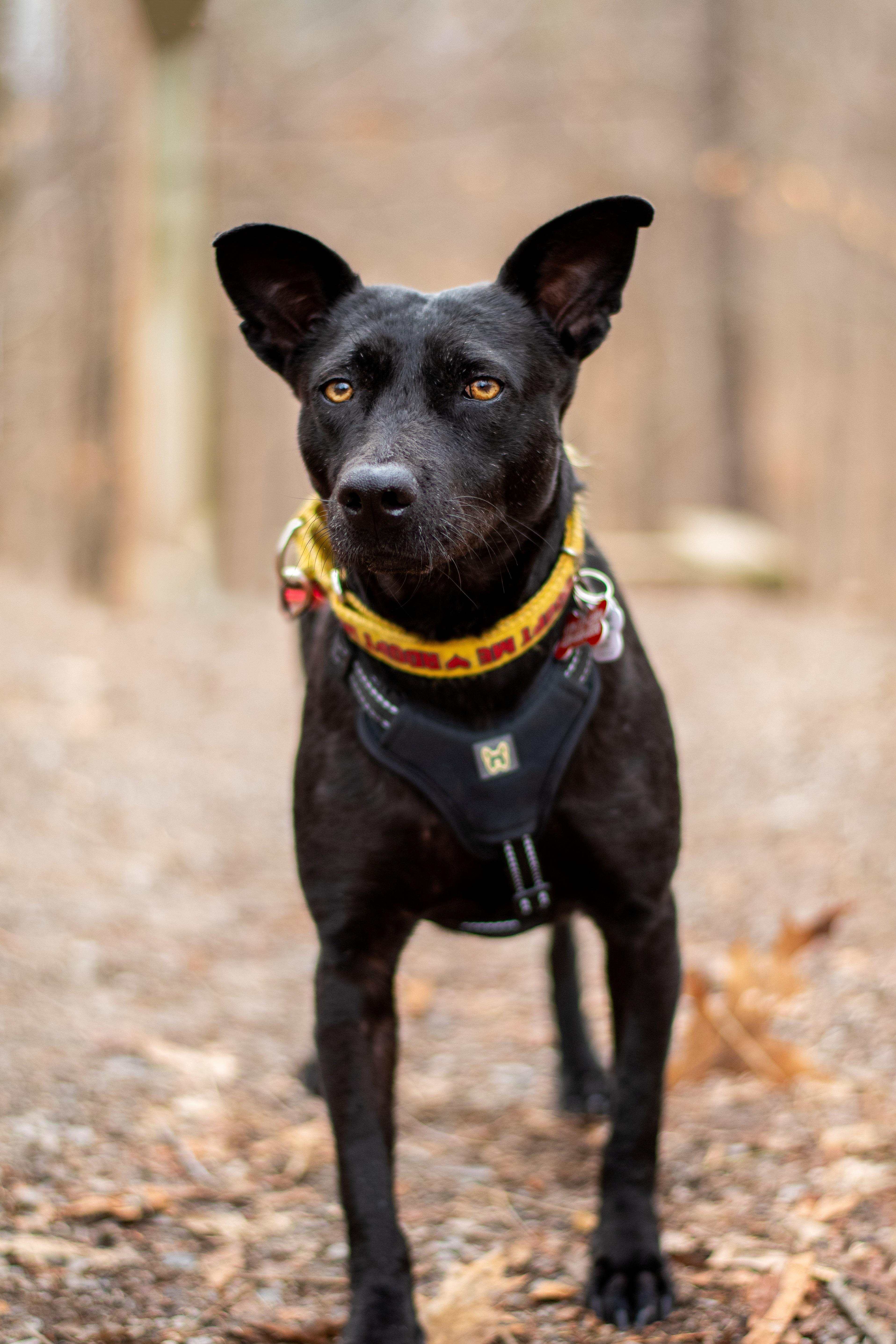 Enlarge Chapita, a ADOPTABLE Mixed Breed in Mississauga, ON image 5/5