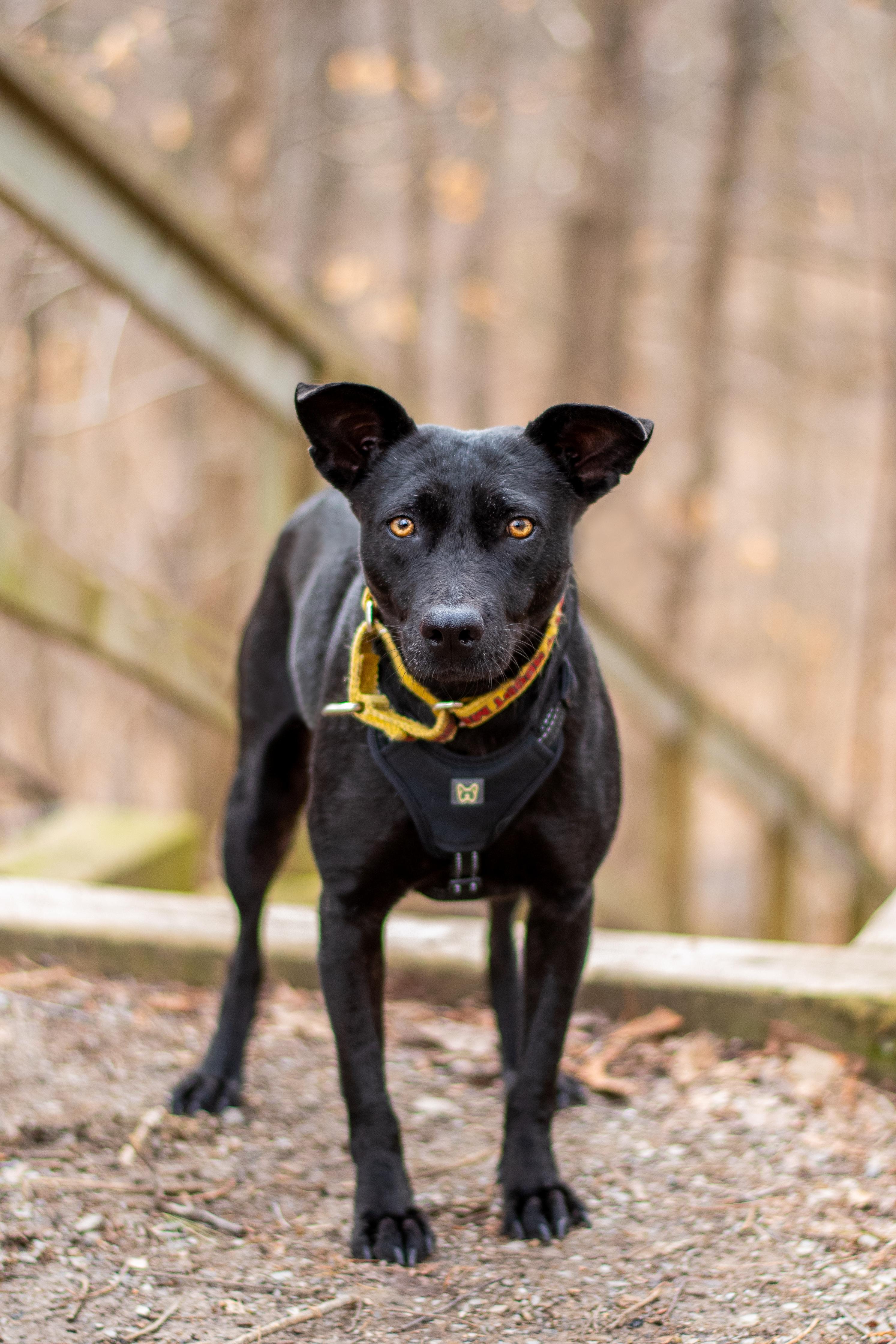 Enlarge Chapita, a ADOPTABLE Mixed Breed in Mississauga, ON image 2/5