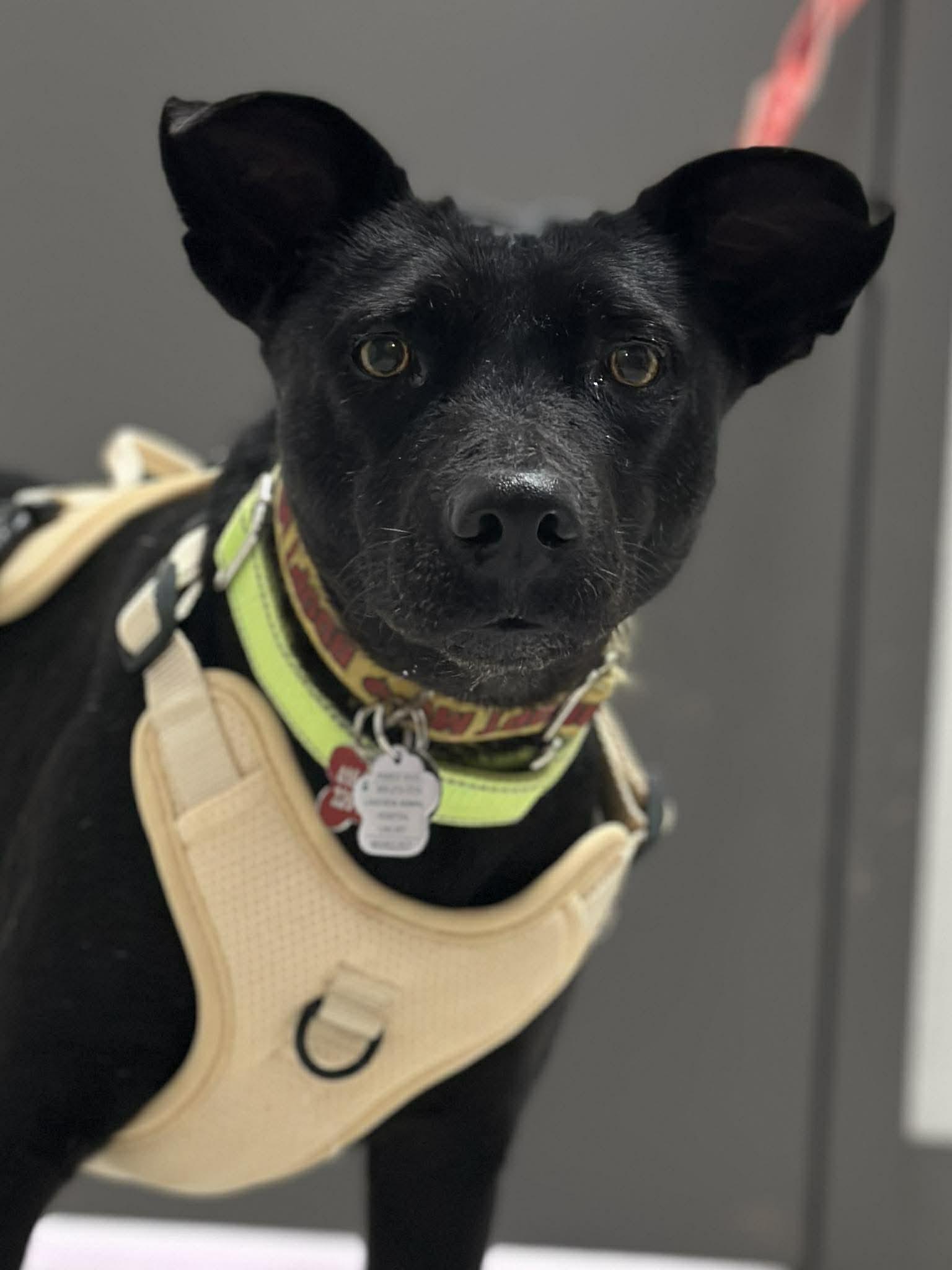 Enlarge Chapita, a ADOPTABLE Mixed Breed in Mississauga, ON image 4/5