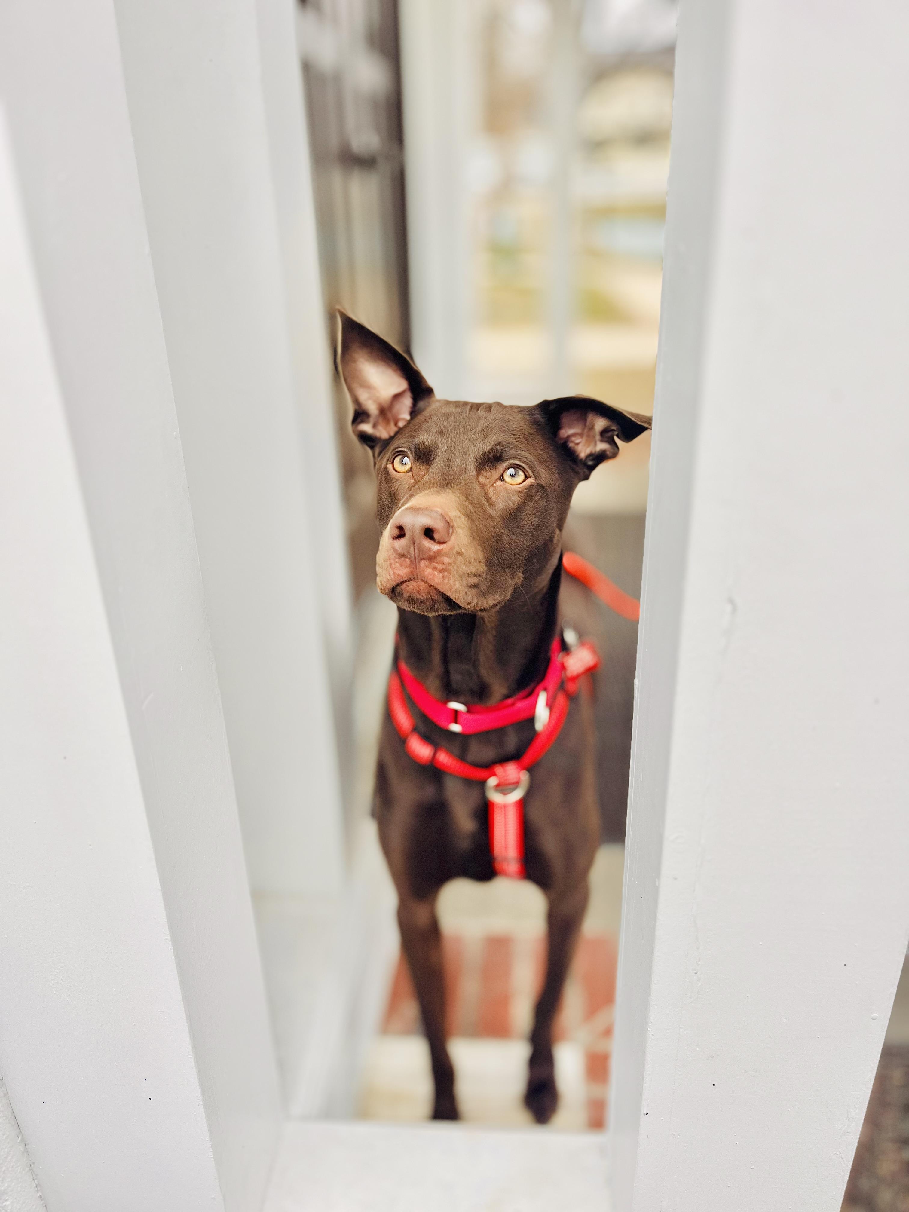 Enlarge TROY, a ADOPTABLE mixed breed in New Paltz, NY image 6/6