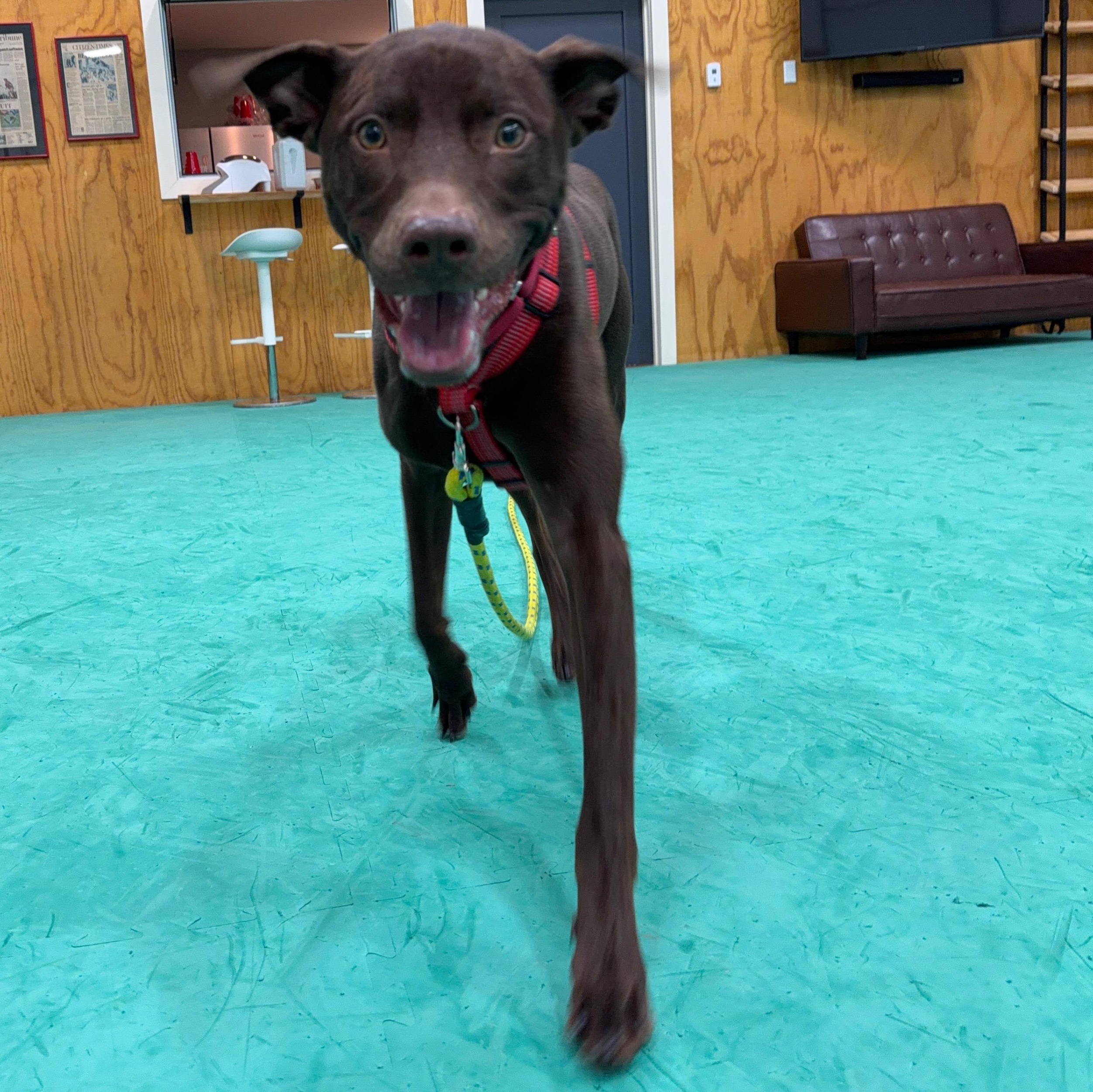 Enlarge TROY, a ADOPTABLE mixed breed in New Paltz, NY image 5/6