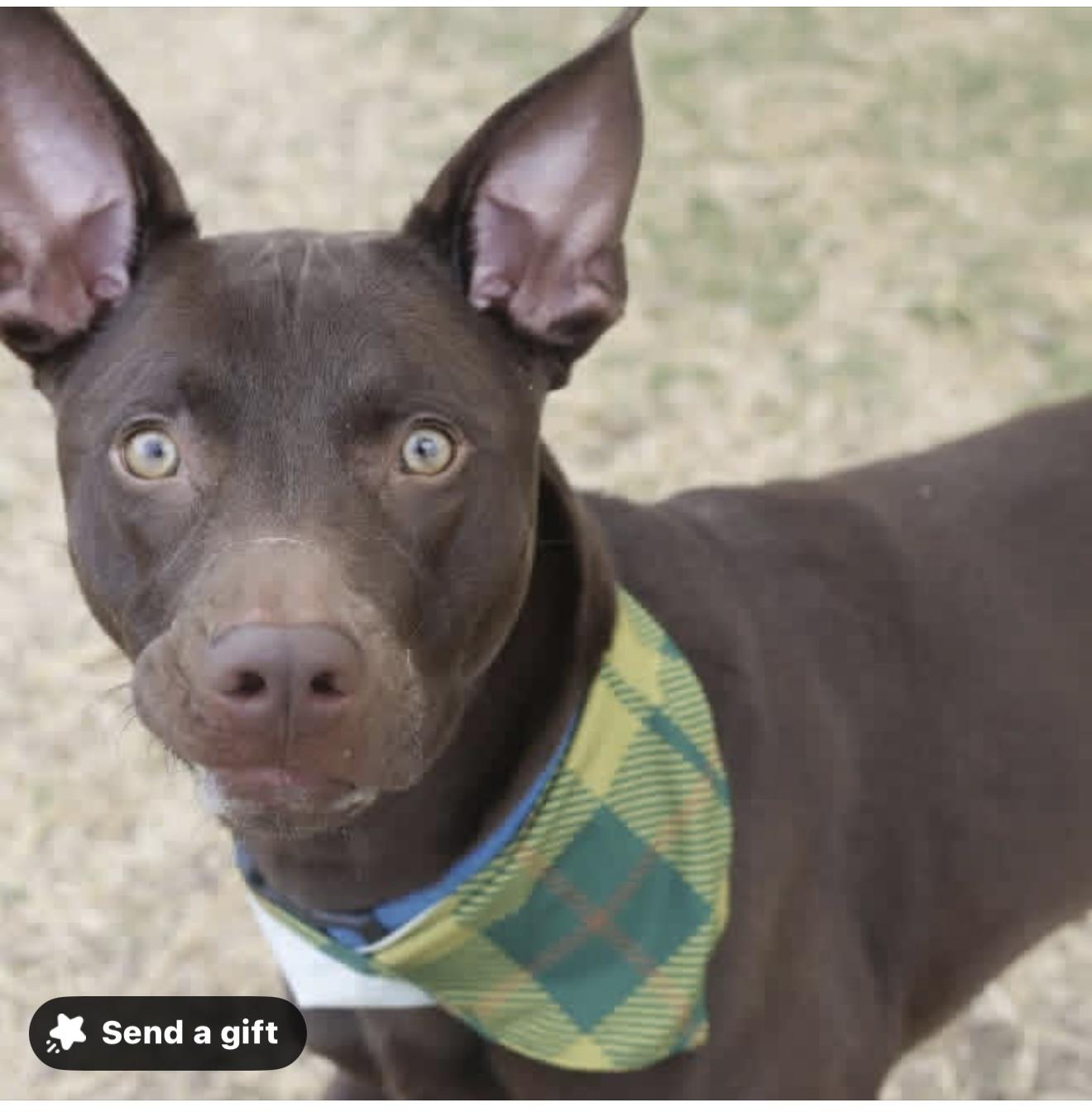 Enlarge TROY, a ADOPTABLE mixed breed in New Paltz, NY image 1/6