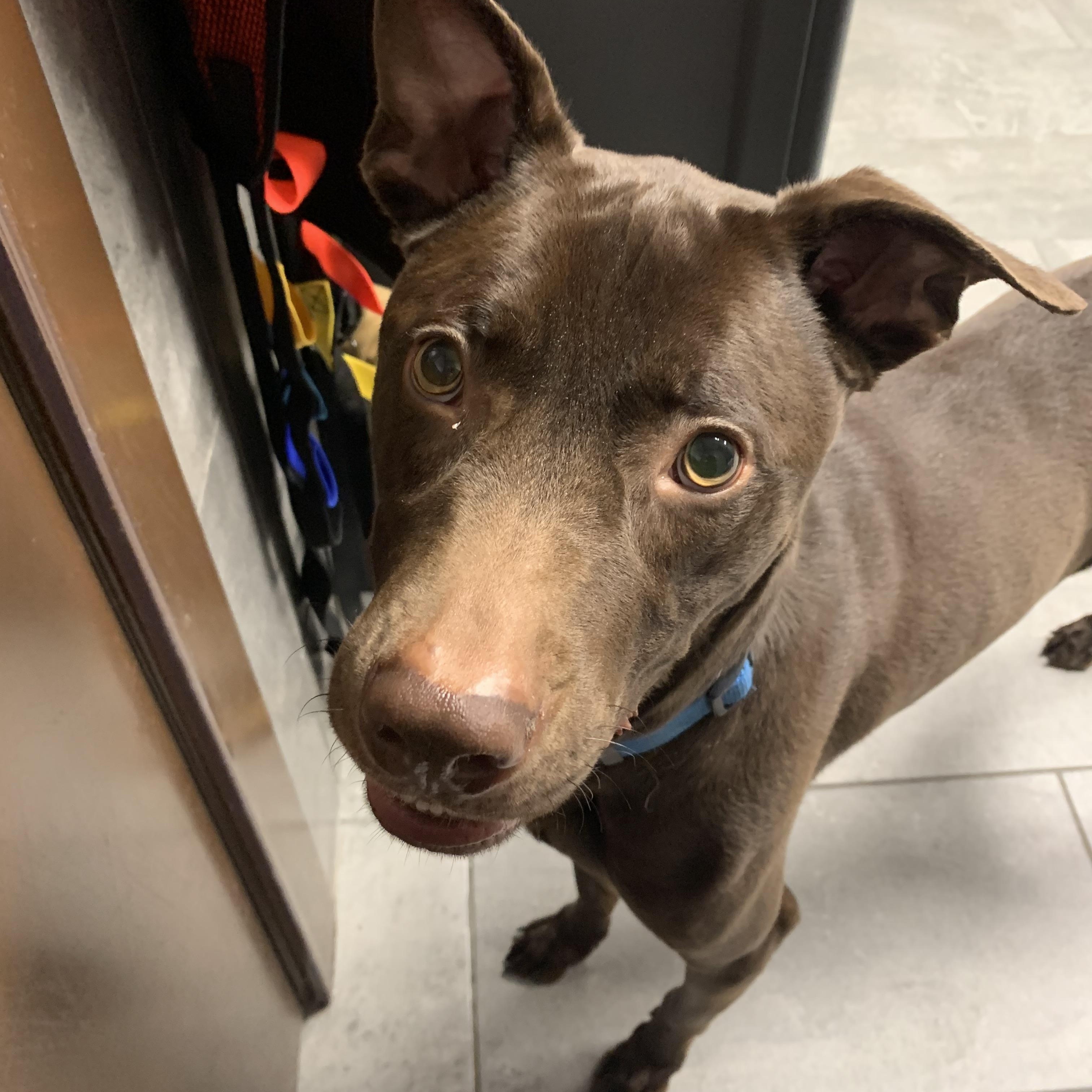 Enlarge TROY, a ADOPTABLE mixed breed in New Paltz, NY image 2/6