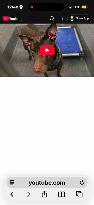 Enlarge TROY, a ADOPTABLE mixed breed in New Paltz, NY video 3/6