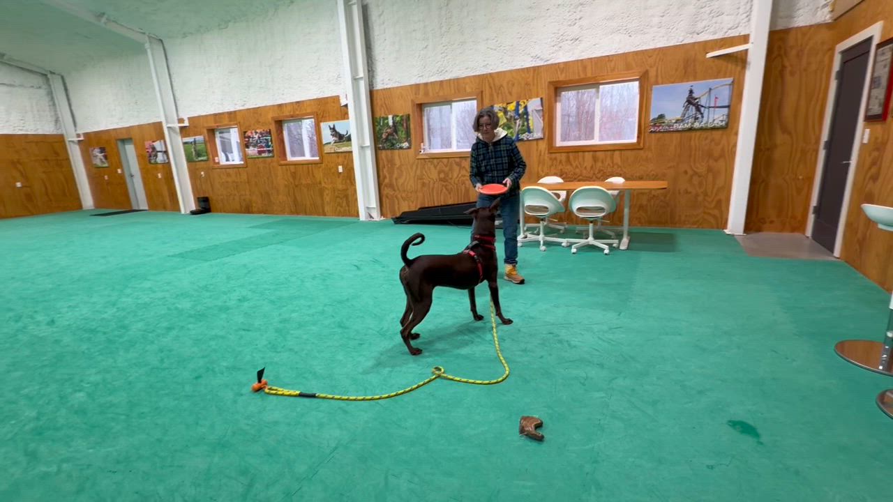 Enlarge TROY, a ADOPTABLE mixed breed in New Paltz, NY video 4/6