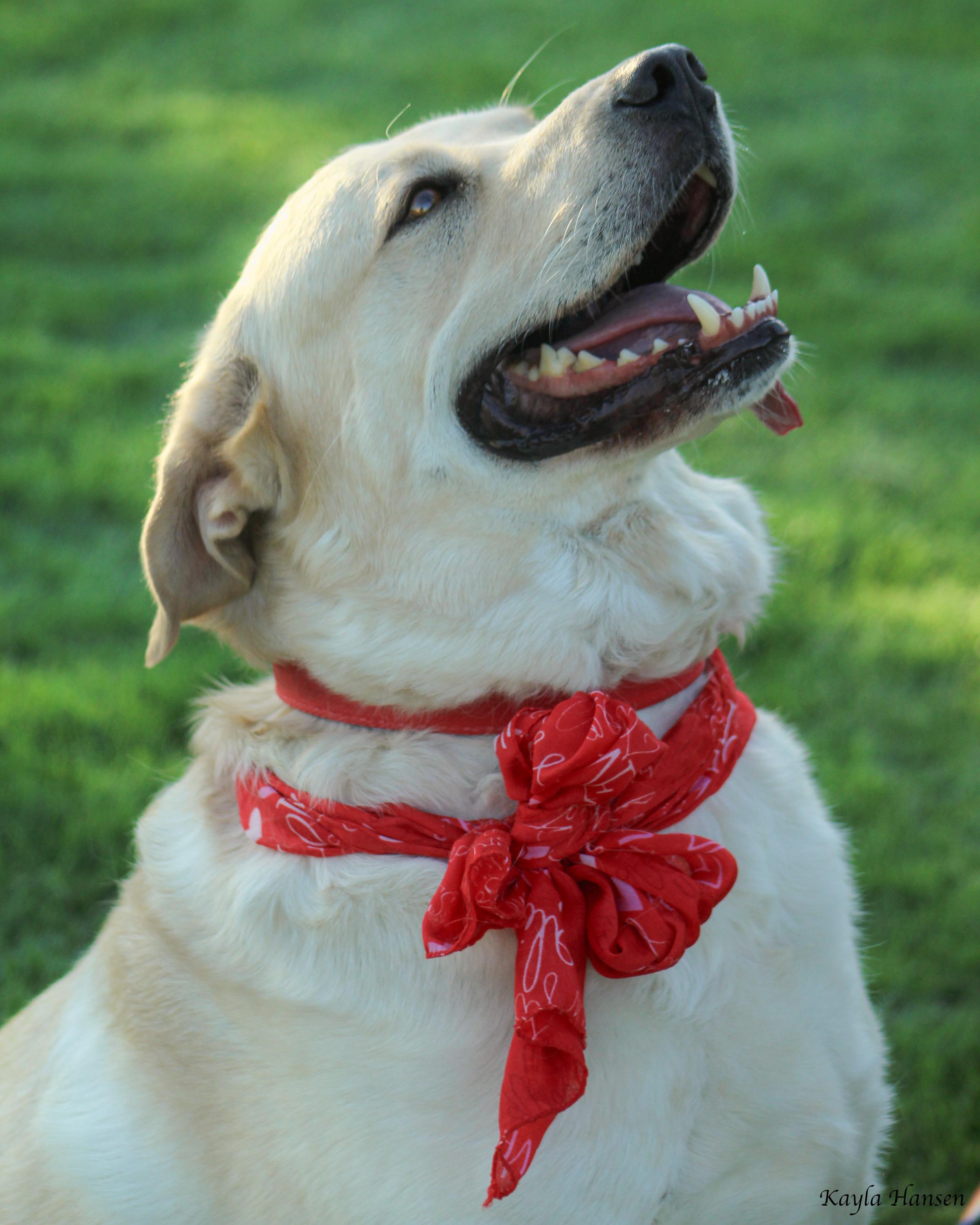 Butters, an adoptable mixed breed in Seattle, WA image 4/6