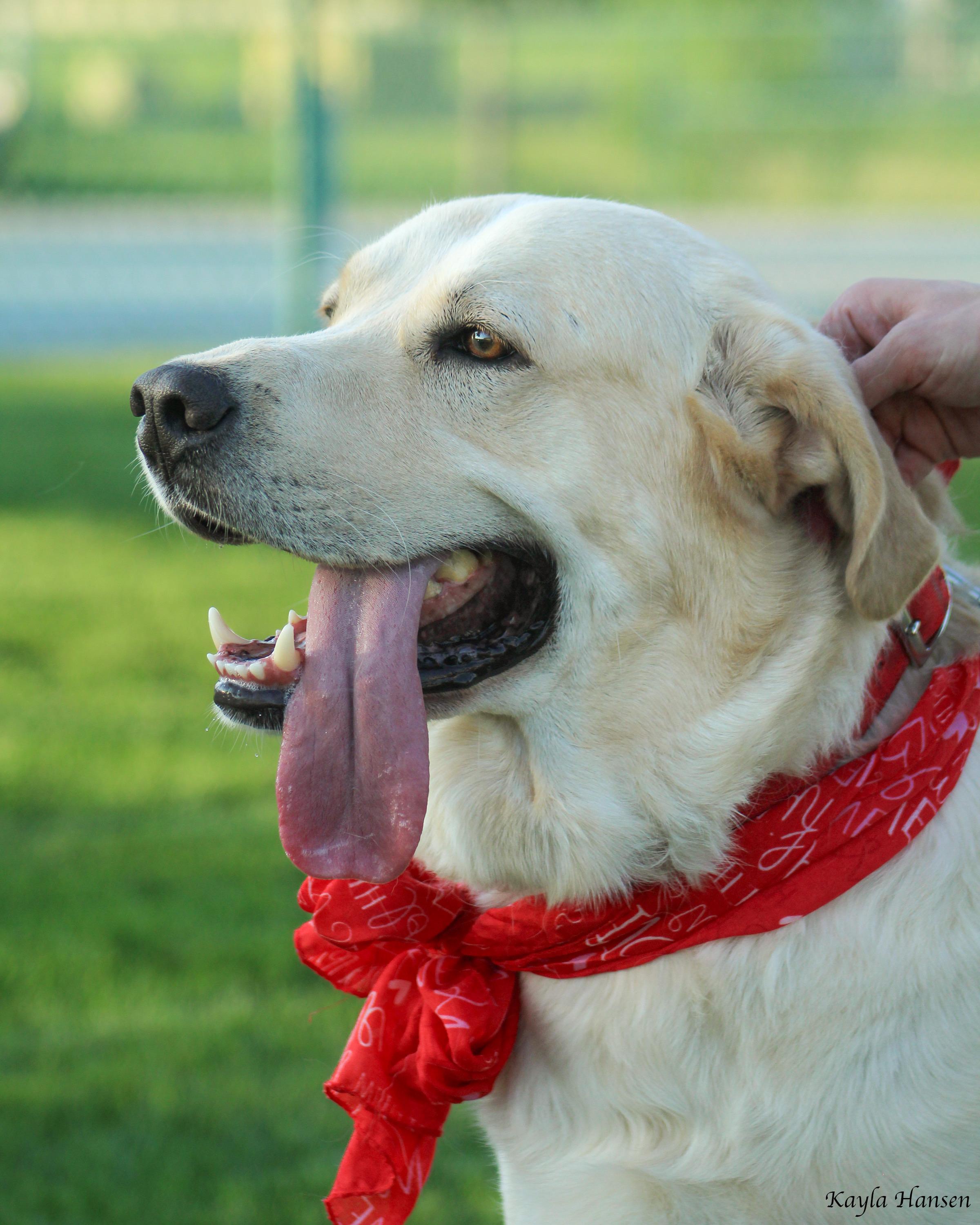 Butters, an adoptable mixed breed in Seattle, WA image 6/6