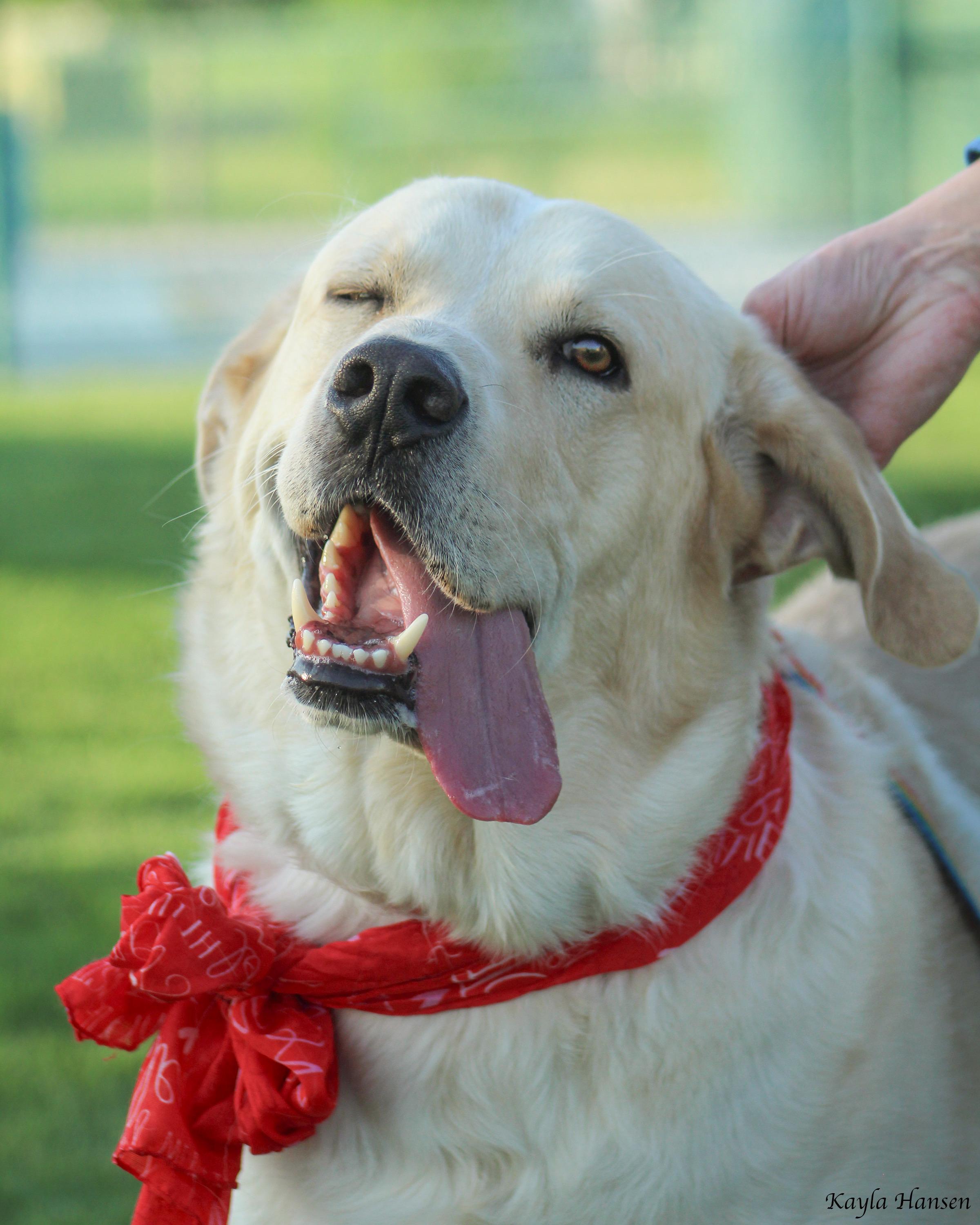 Butters, adoptable, Adult Male Yellow Labrador Retriever & Great Pyrenees.