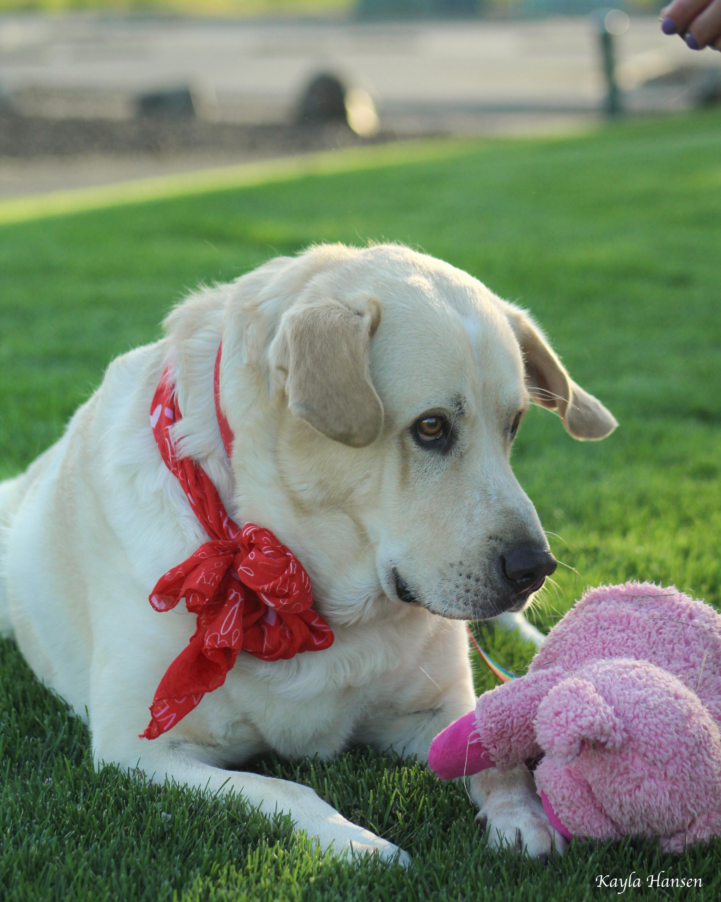 Butters, adoptable, Adult Male Yellow Labrador Retriever & Great Pyrenees.