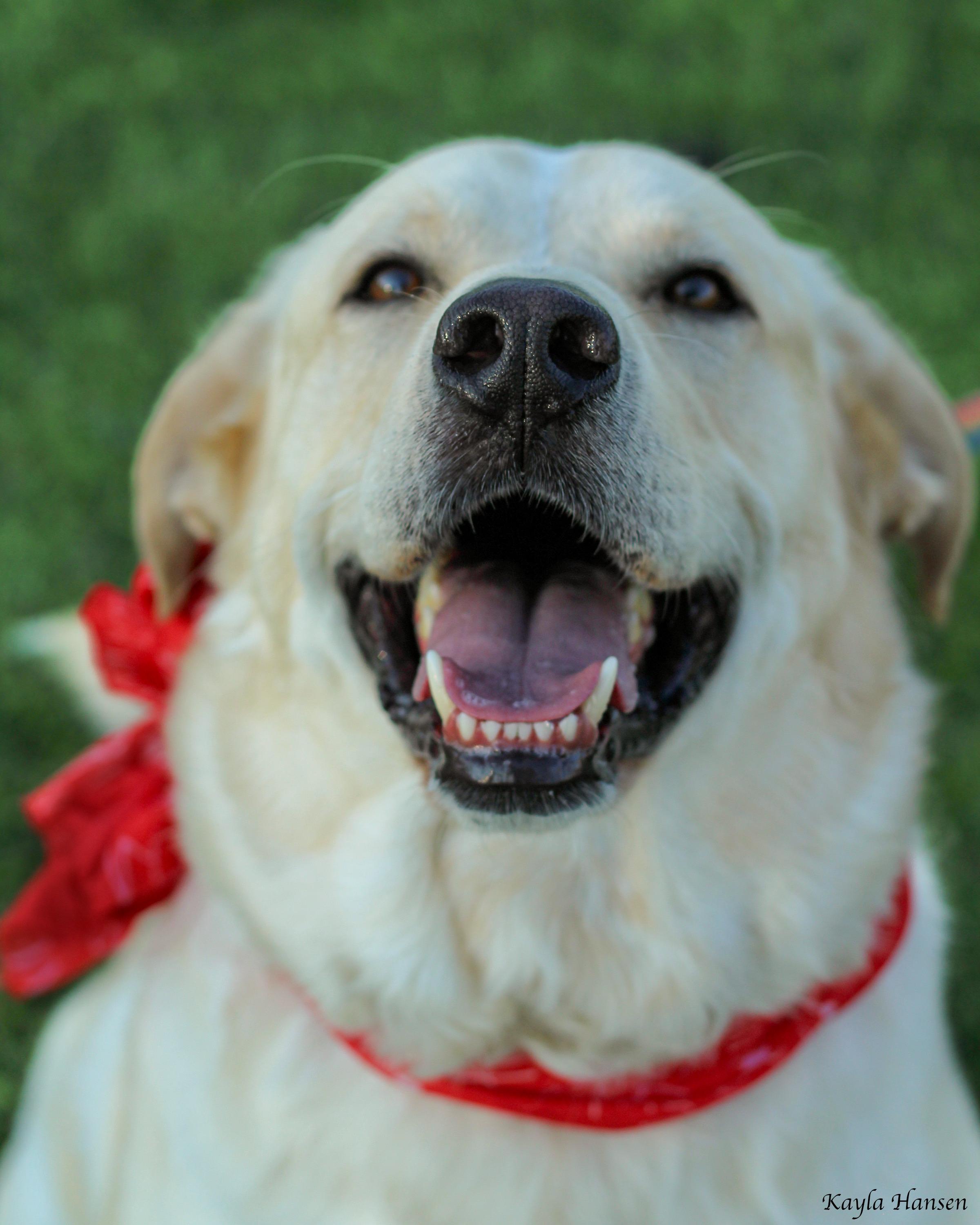 Butters, an adoptable mixed breed in Seattle, WA image 2/6