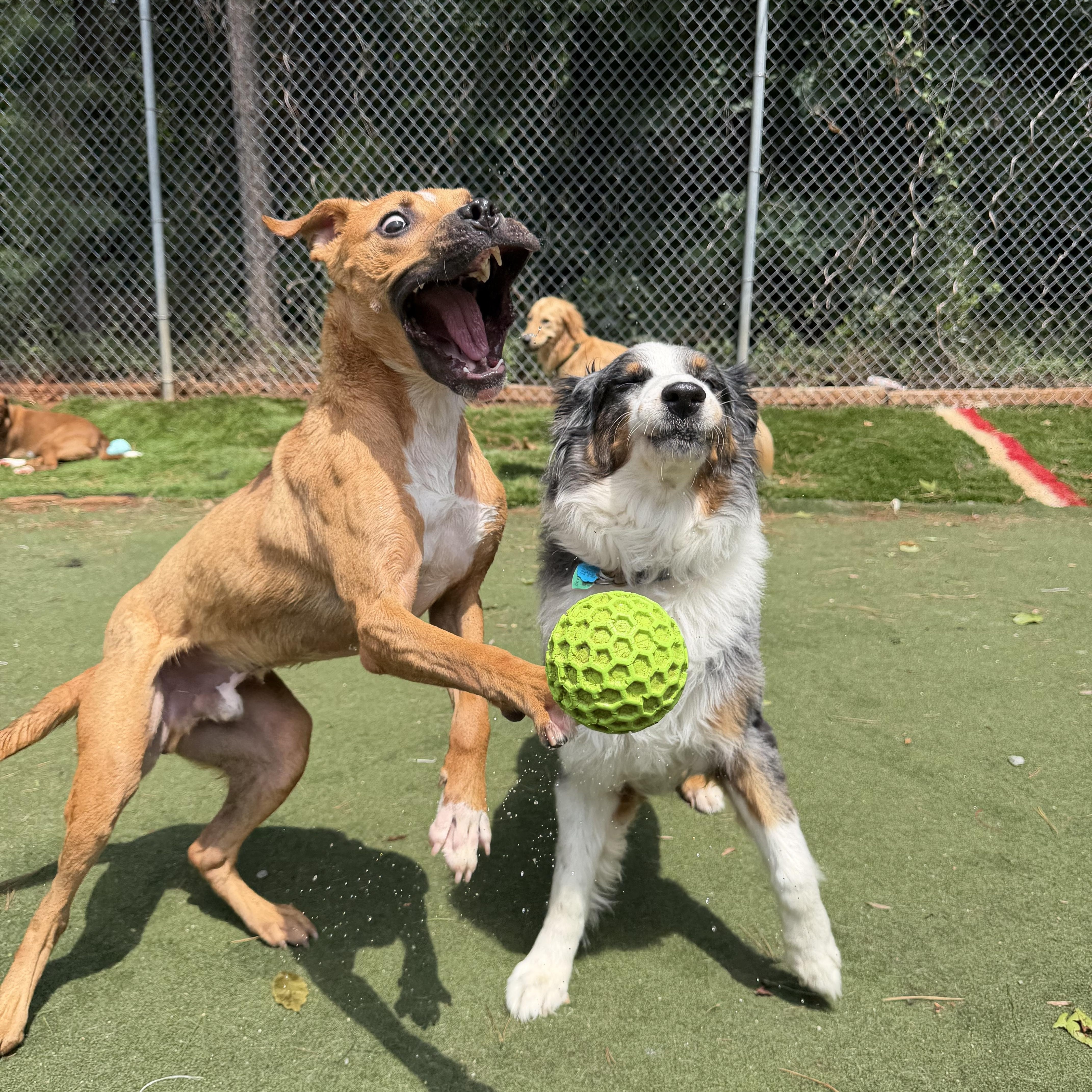 Duck, a ADOPTABLE mixed breed in Charlotte, NC image 6/6