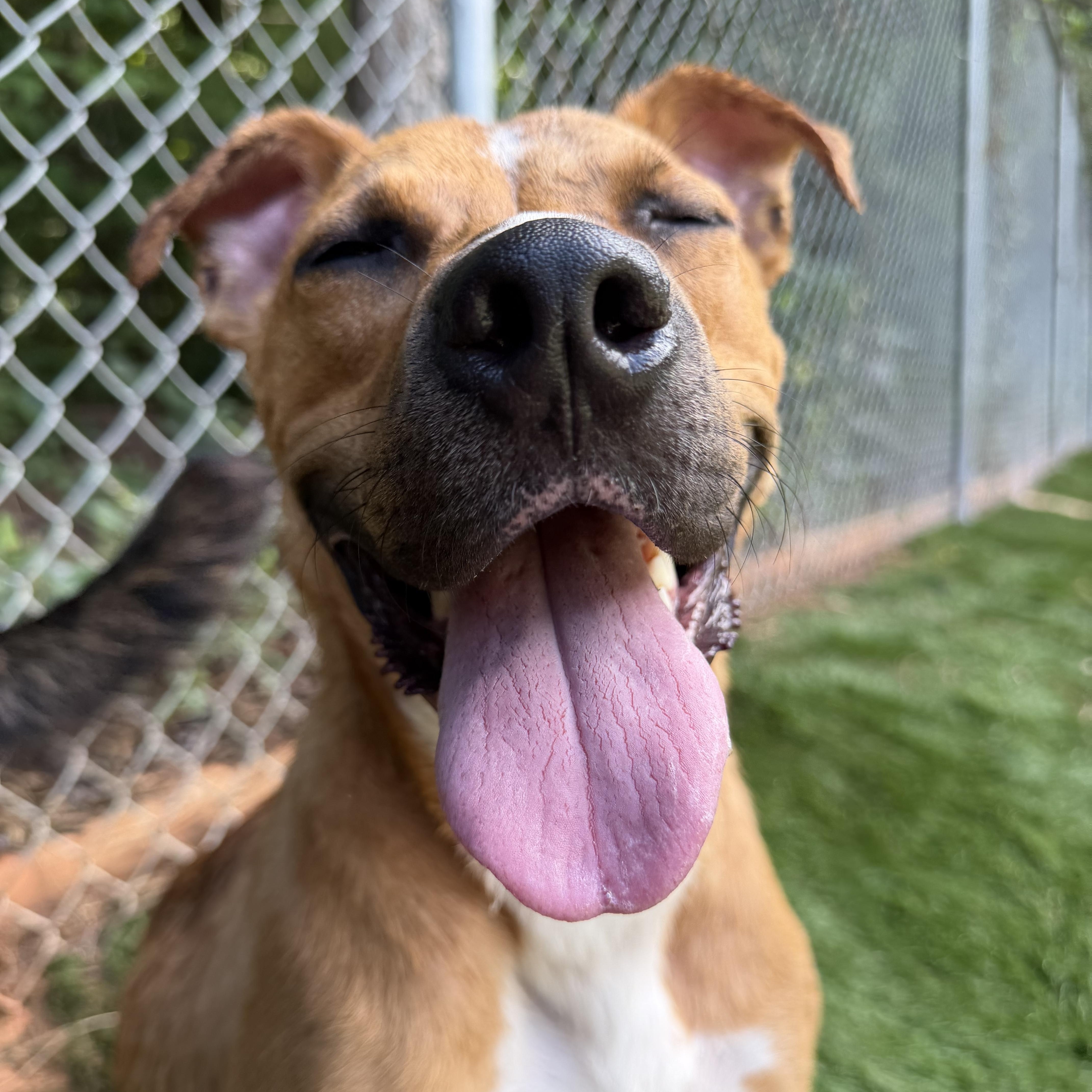 Duck, a ADOPTABLE mixed breed in Charlotte, NC image 4/6