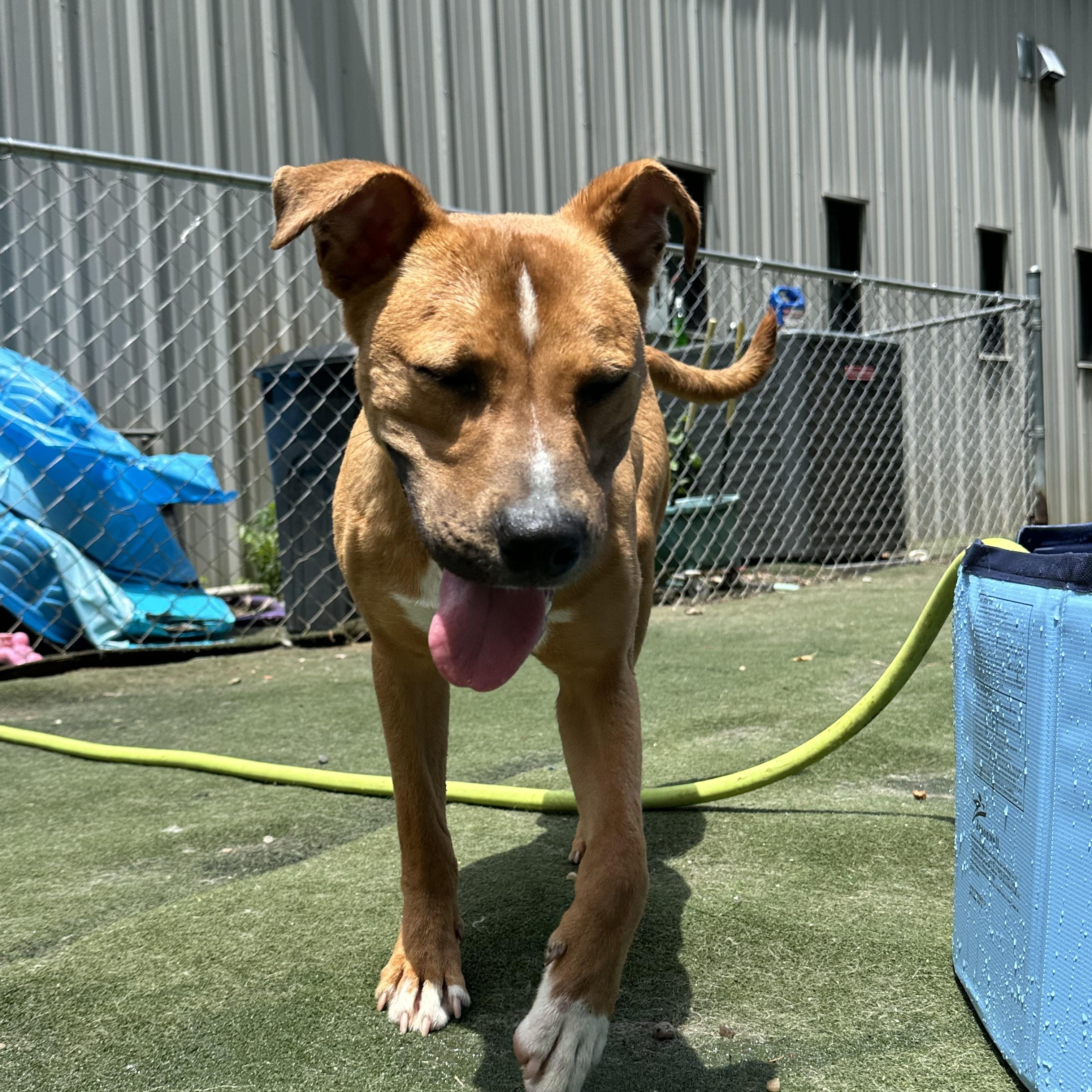 Duck, a ADOPTABLE mixed breed in Charlotte, NC image 3/6