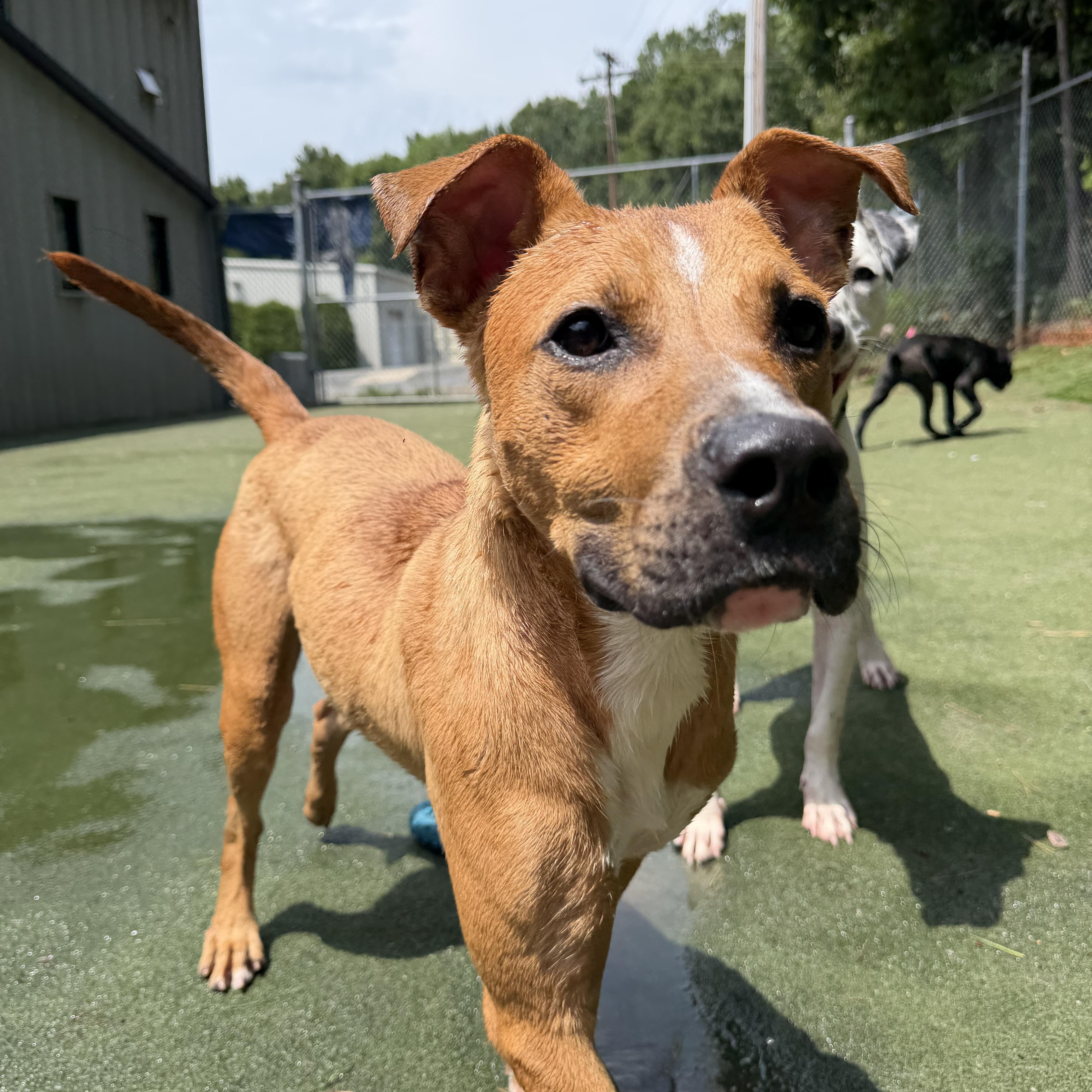 Duck, a ADOPTABLE mixed breed in Charlotte, NC image 5/6