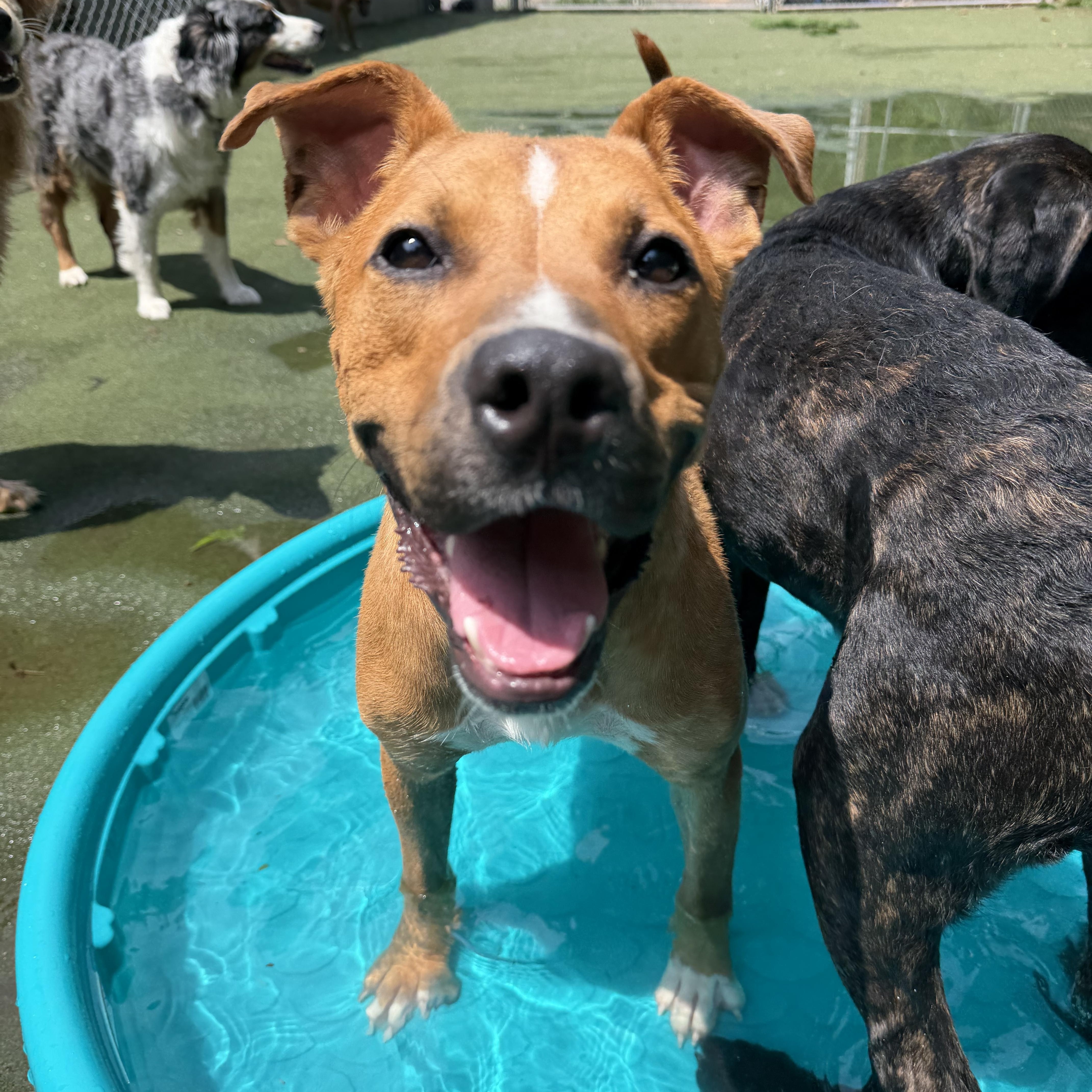 Duck, a ADOPTABLE mixed breed in Charlotte, NC image 3/6