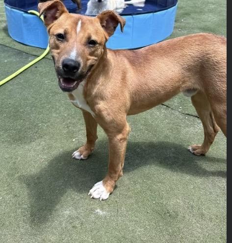 Duck, ADOPTABLE, Puppy Male Black Mouth Cur & Pit Bull Terrier.