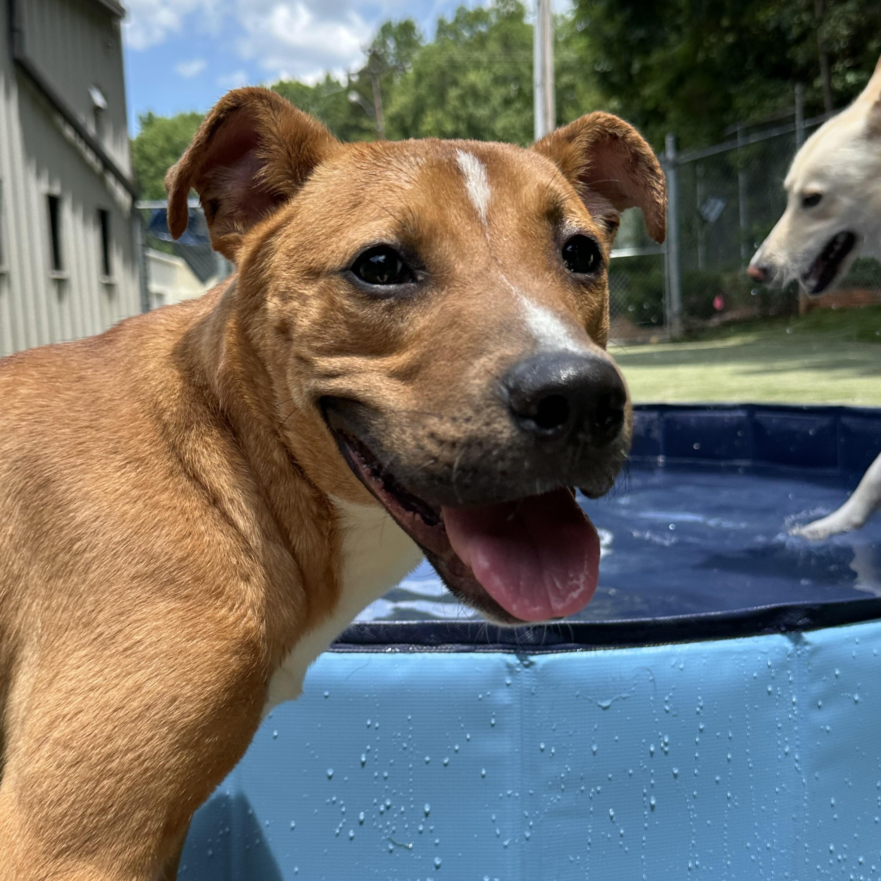 Duck, a ADOPTABLE mixed breed in Charlotte, NC image 6/6