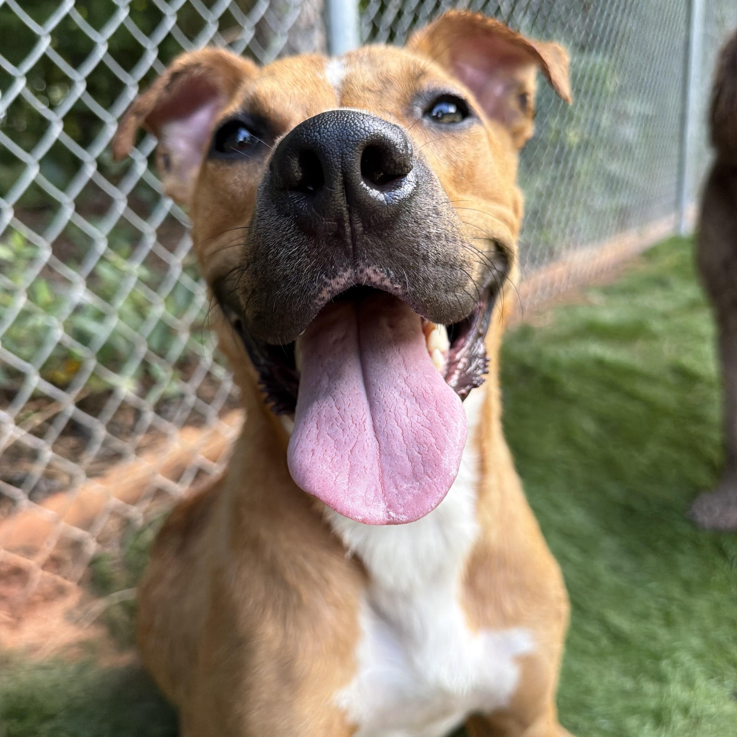 Duck, ADOPTABLE, Young Male Black Mouth Cur & Labrador Retriever.