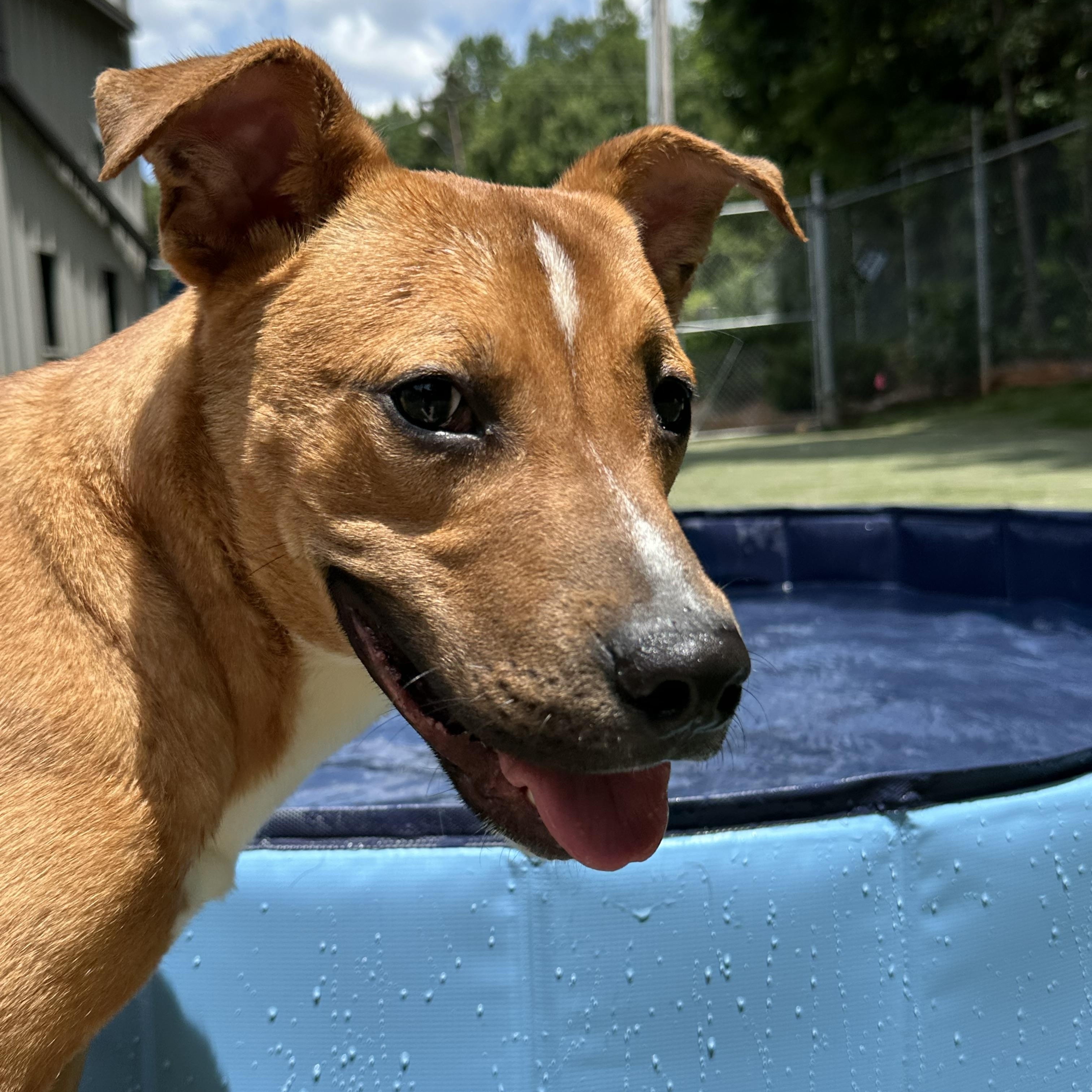 Duck, a ADOPTABLE mixed breed in Charlotte, NC image 5/6