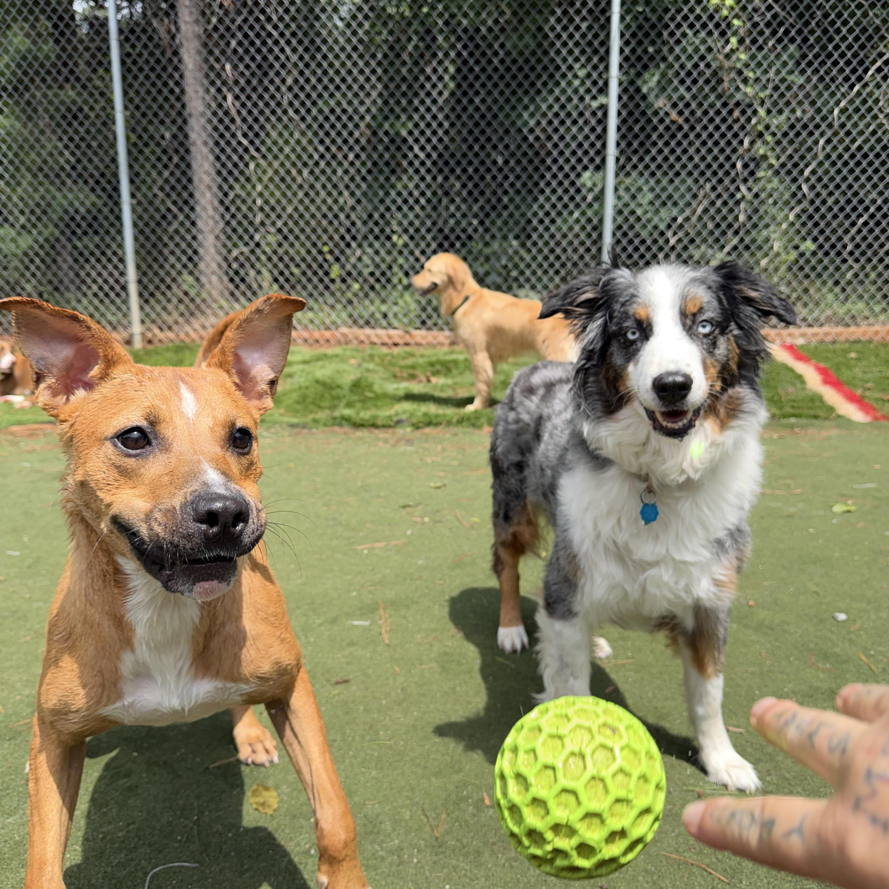 Duck, a ADOPTABLE mixed breed in Charlotte, NC image 2/6