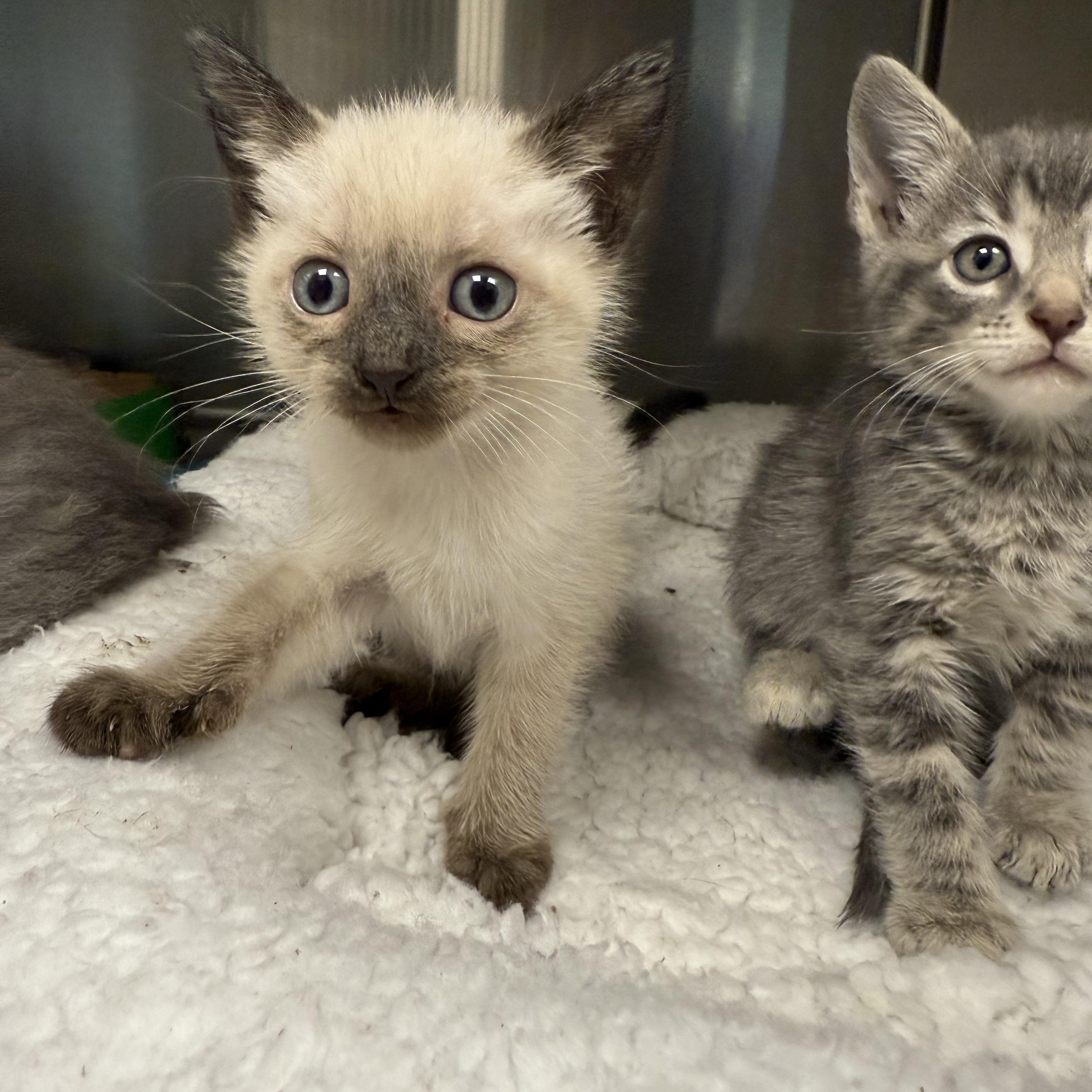 Reeses Puffs (Not big enough to go home)